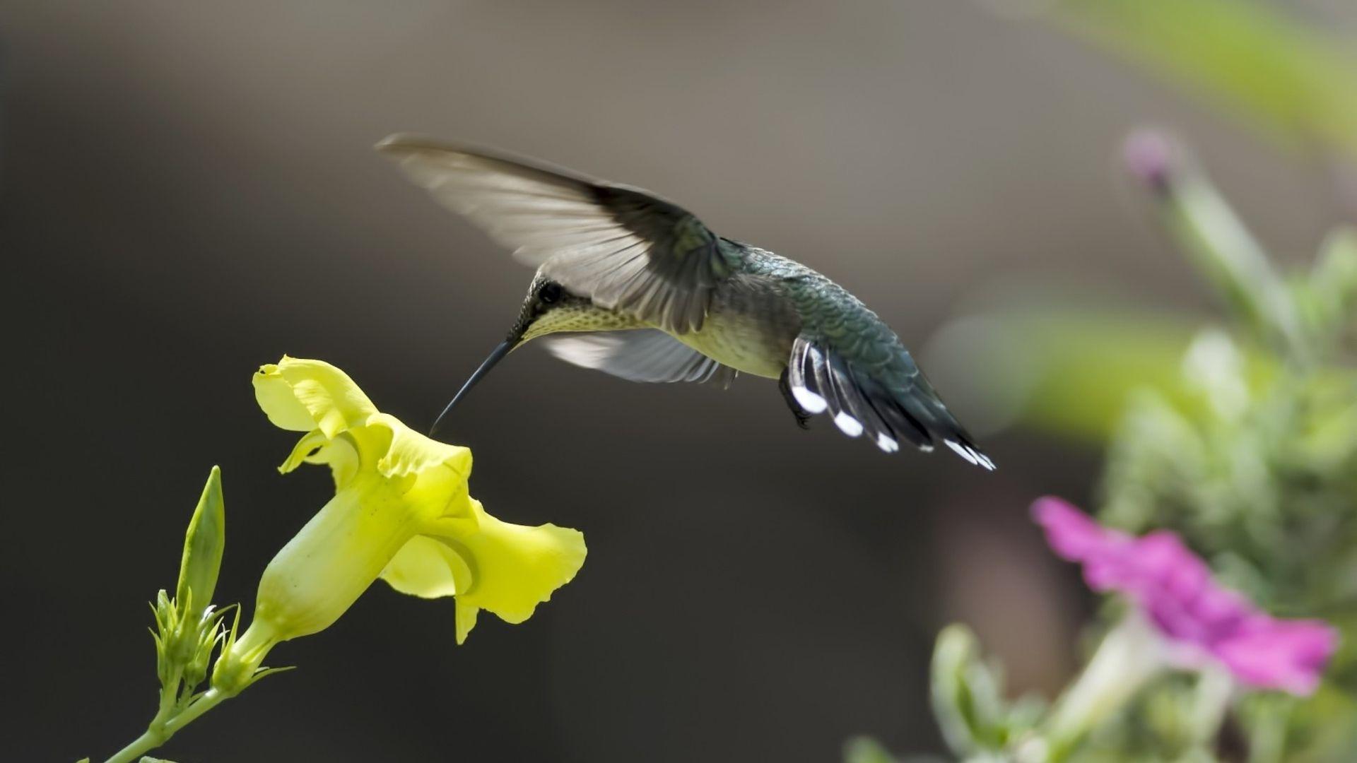 1920x1080 Flowers birds pink hummingbird yellow wallpaperx1080