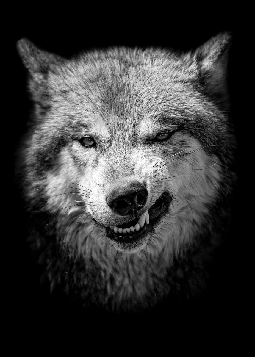 Angry Wolf Wallpaper Iphone