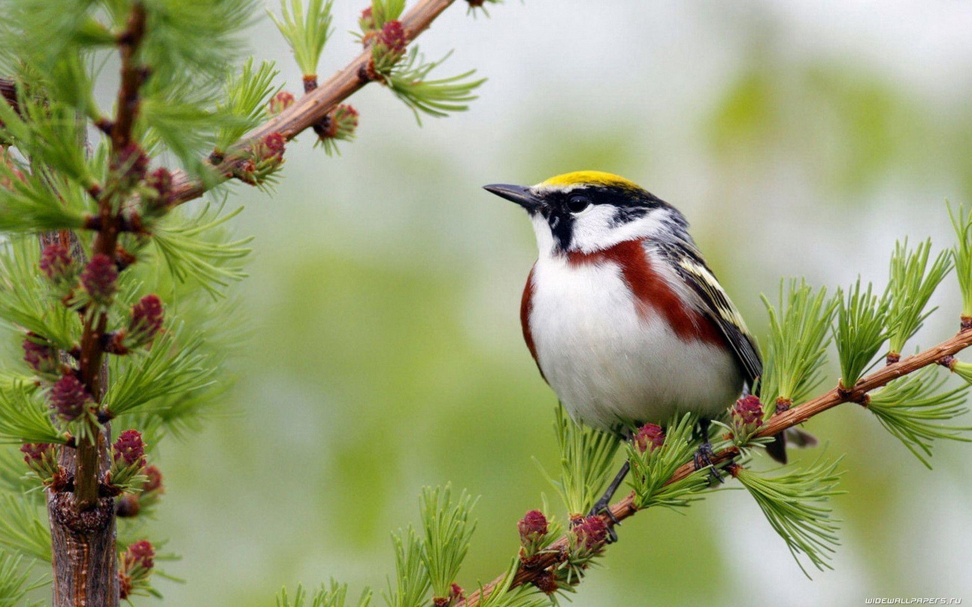 1920x1200 Birds Wallpaper Data Src Img 981625 Flowers With Birds