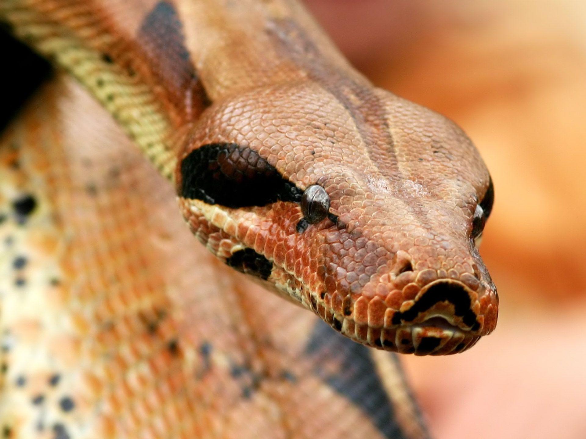 Snake Face Wallpapers - Top Free Snake Face Backgrounds - WallpaperAccess