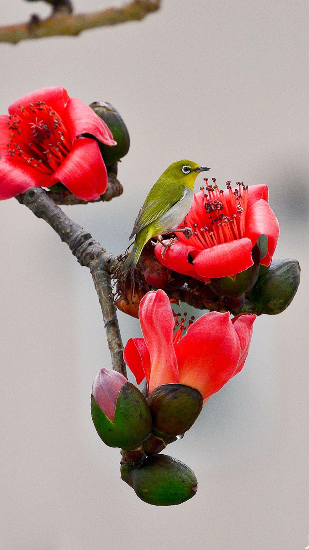 1080x1920 Flowers And Bird Wallpaper