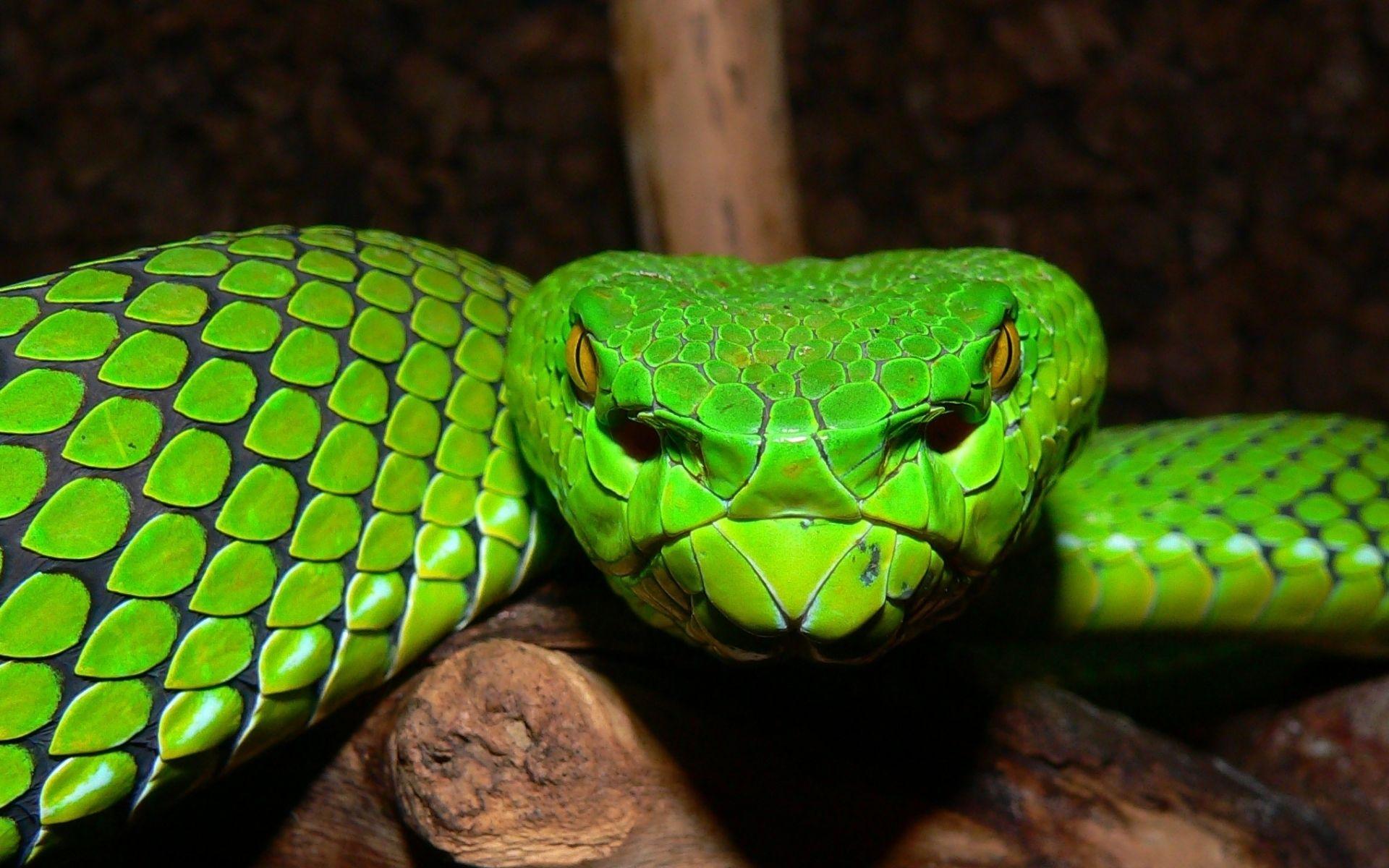 Snake Face Wallpapers - Top Free Snake Face Backgrounds - WallpaperAccess