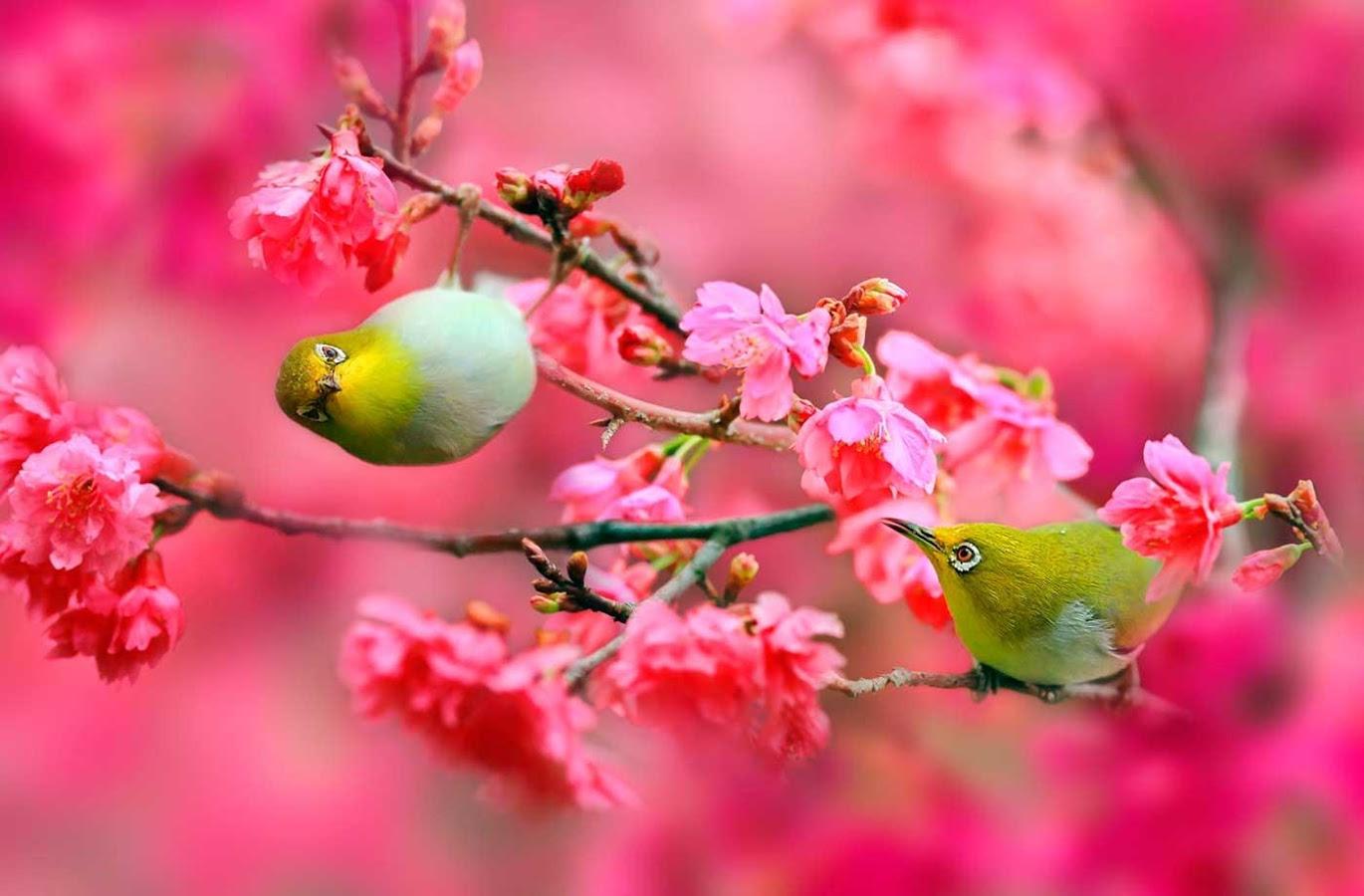 Flowers Birds Wallpapers - Top Free Flowers Birds Backgrounds