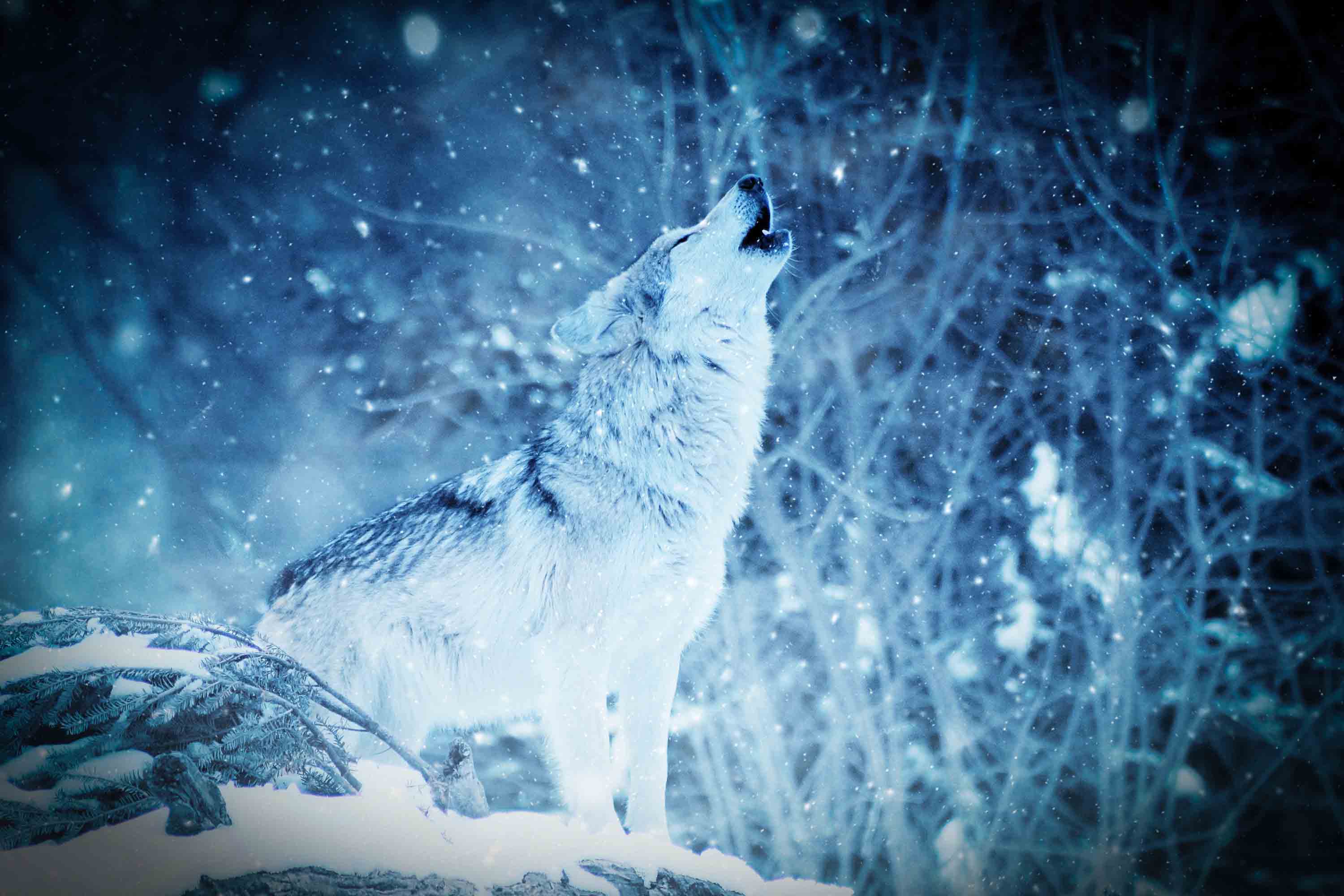 3000x2000 4K Wolf Wallpaper 2019