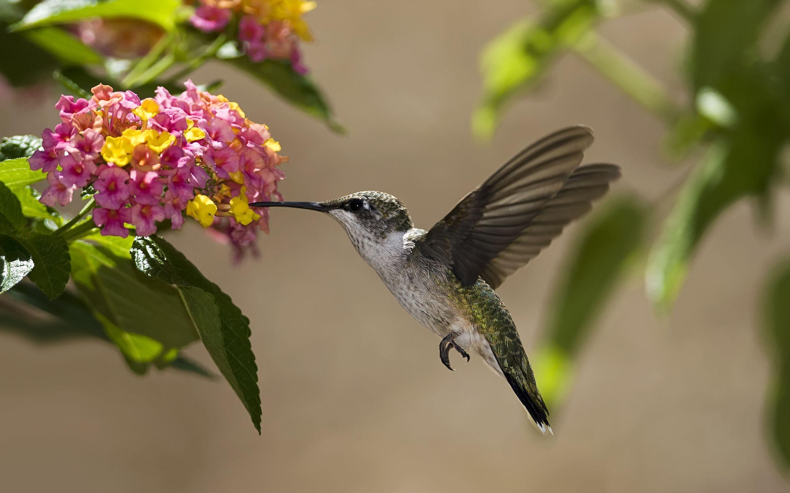 2560x1600 Nature wallpaper, birds, Lightpink. Wallpaper free HD downloads. iPhone, iPad, android wallpaper for free