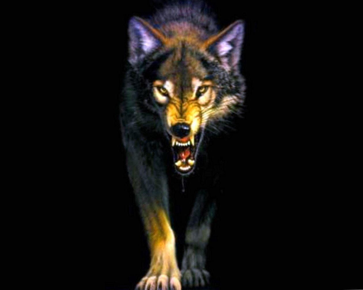 Angry Wolf Face Wallpapers - Top Free Angry Wolf Face Backgrounds ...