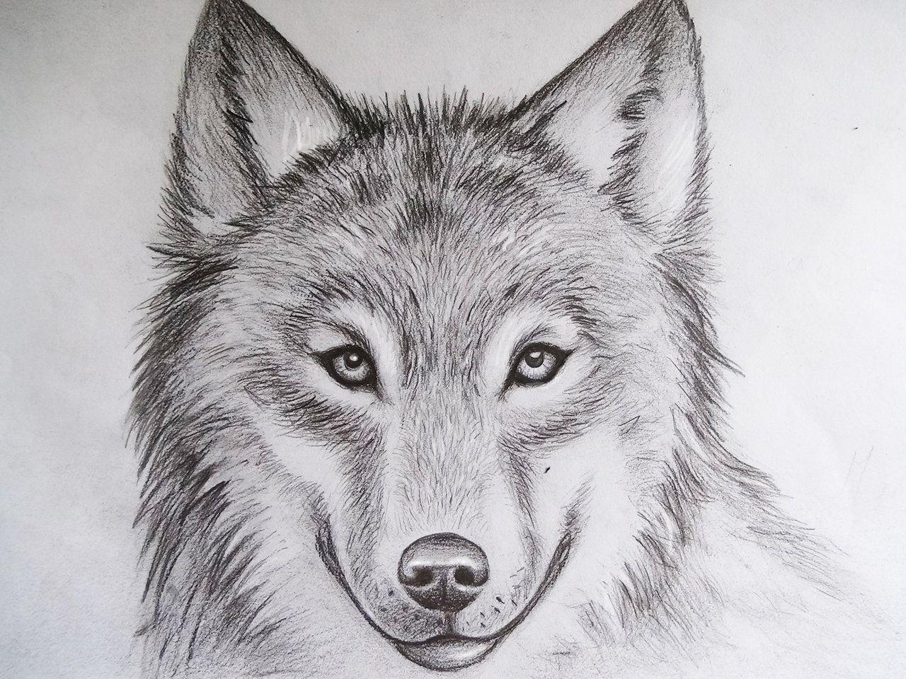 1280x960 Free Wolf Drawings, Download Free Clip Art, Free Clip Art on Clipart Library