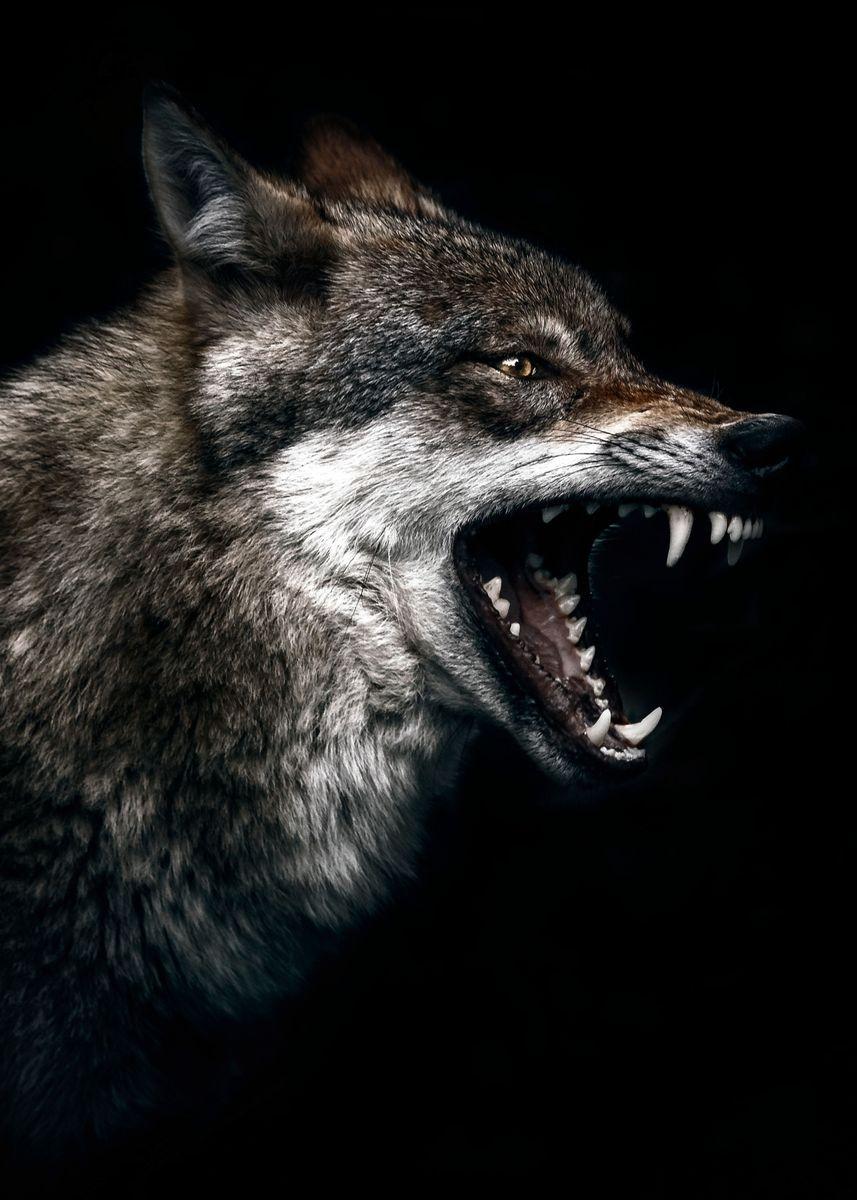 Angry Wolf Face Wallpapers - Top Free Angry Wolf Face Backgrounds ...