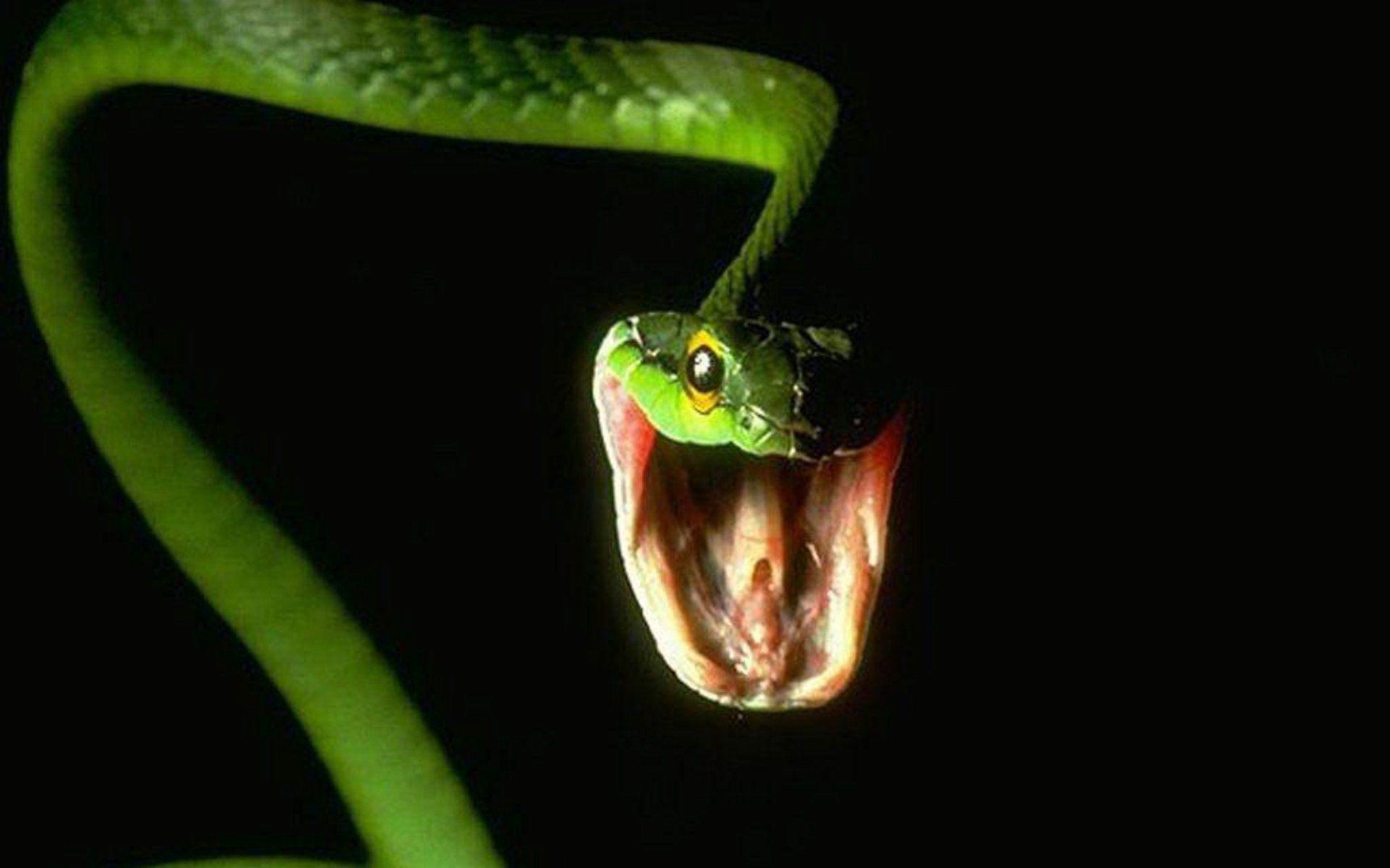 1920x1200 Dangerous Snake Wallpaper Features Of Kanyang Wallpaper & Background Download