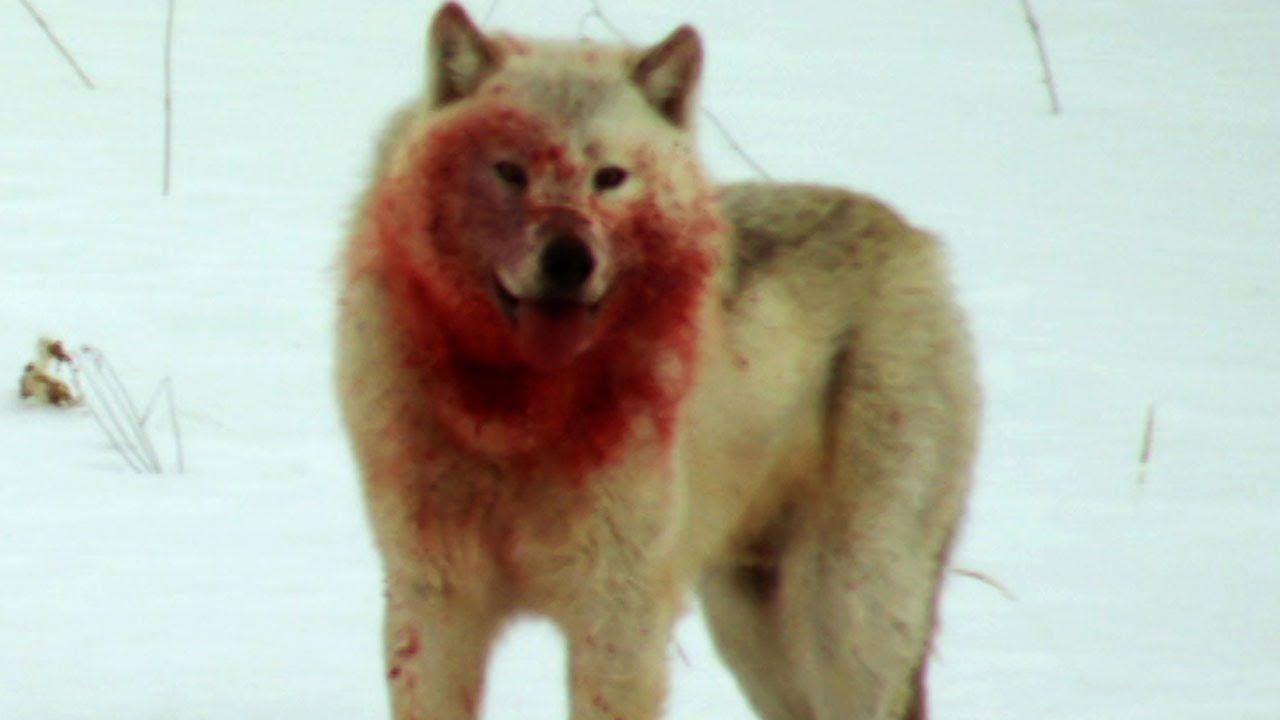 1280x720 Wolf Pack Hunts Buffalo Herd