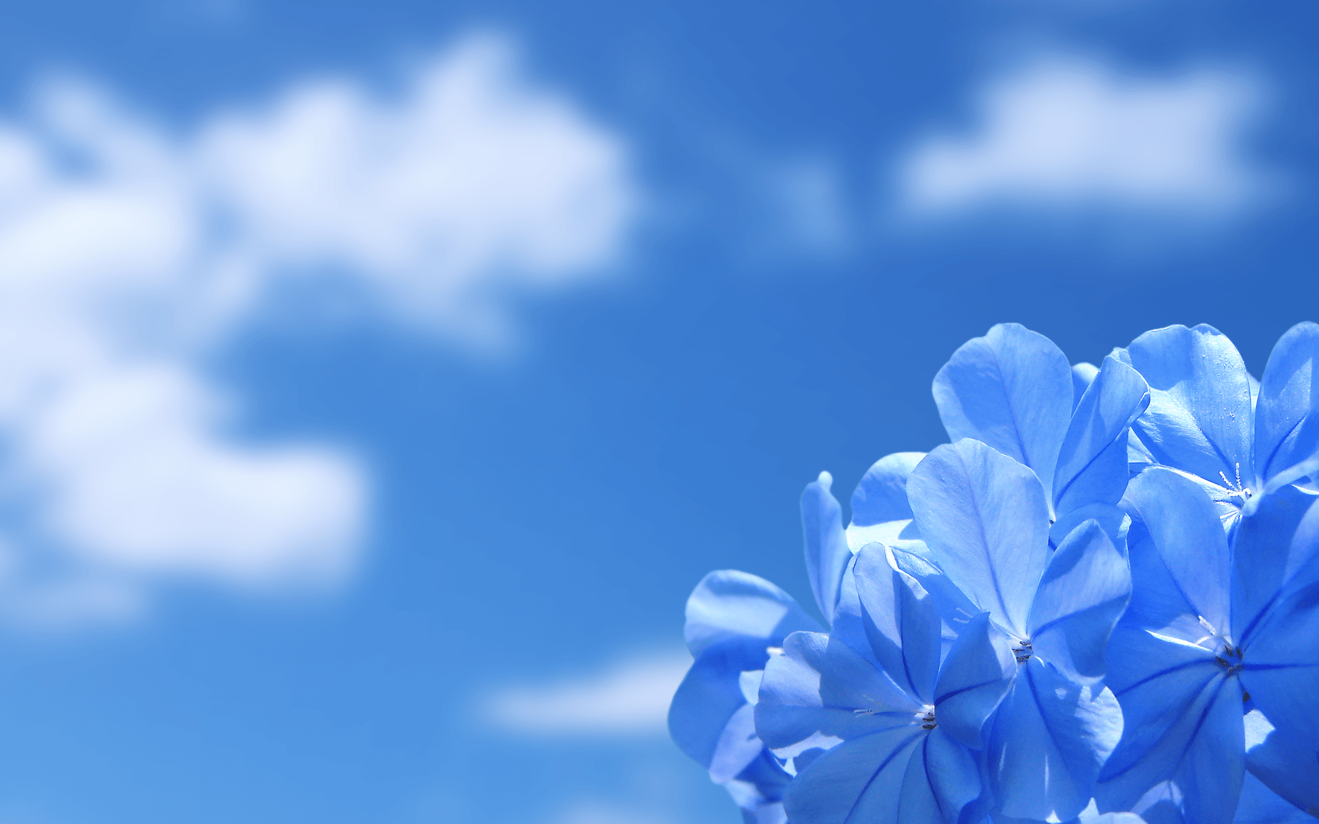 1920x1200 Sky Blue Flowers 768446