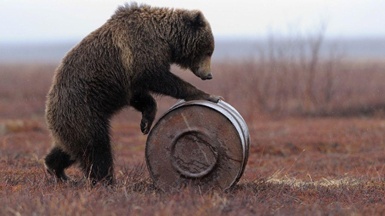 1280x720 Russian Bear Russia National Animal