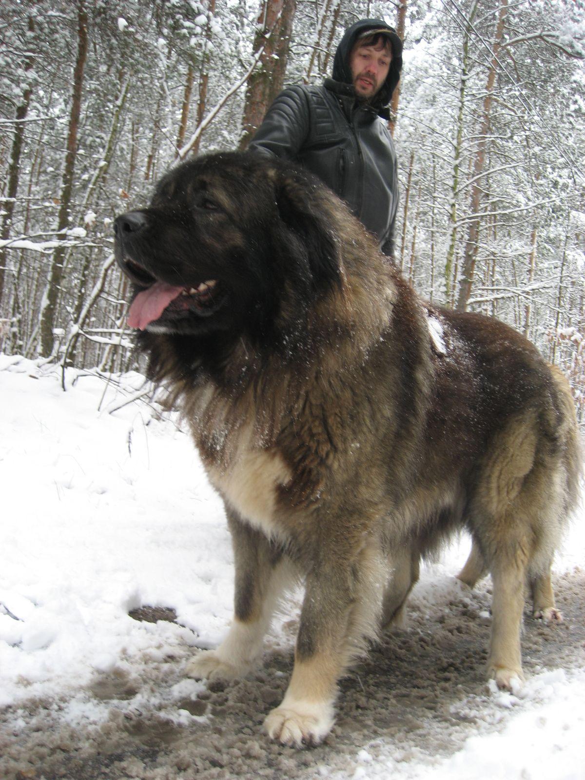 1200x1600 Caucasian Worlds Most Dangerous Dog Bear Dog Wallpaper & Background Download