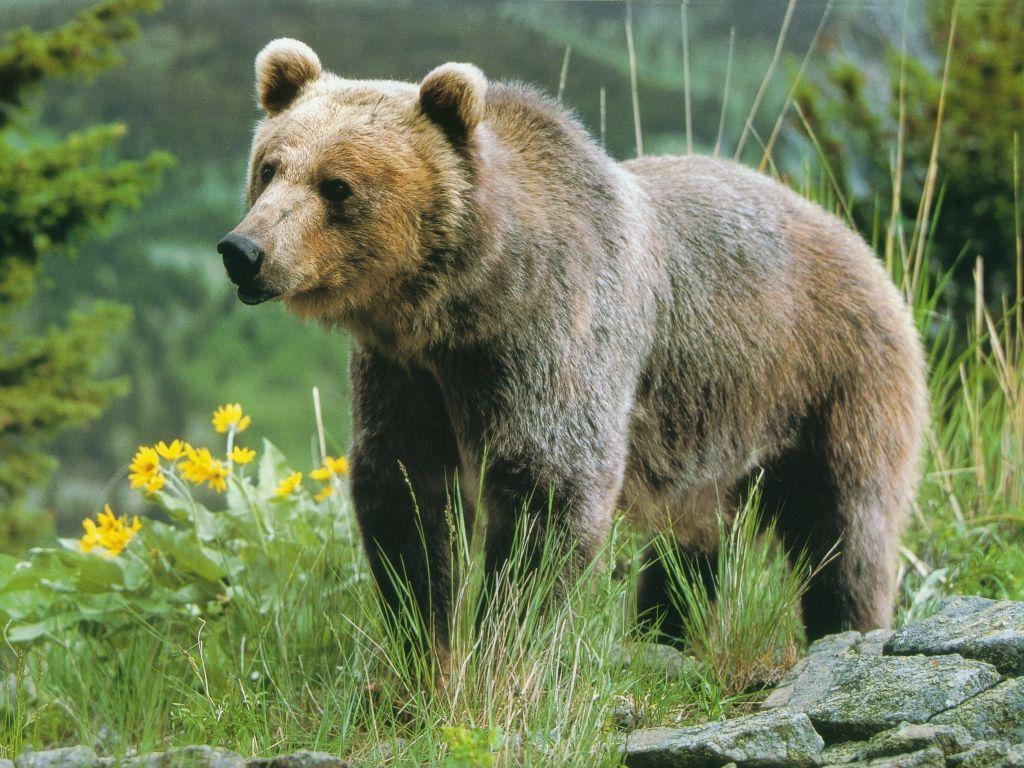 1024x768 Grizzly Bear Picture wallpaperx768