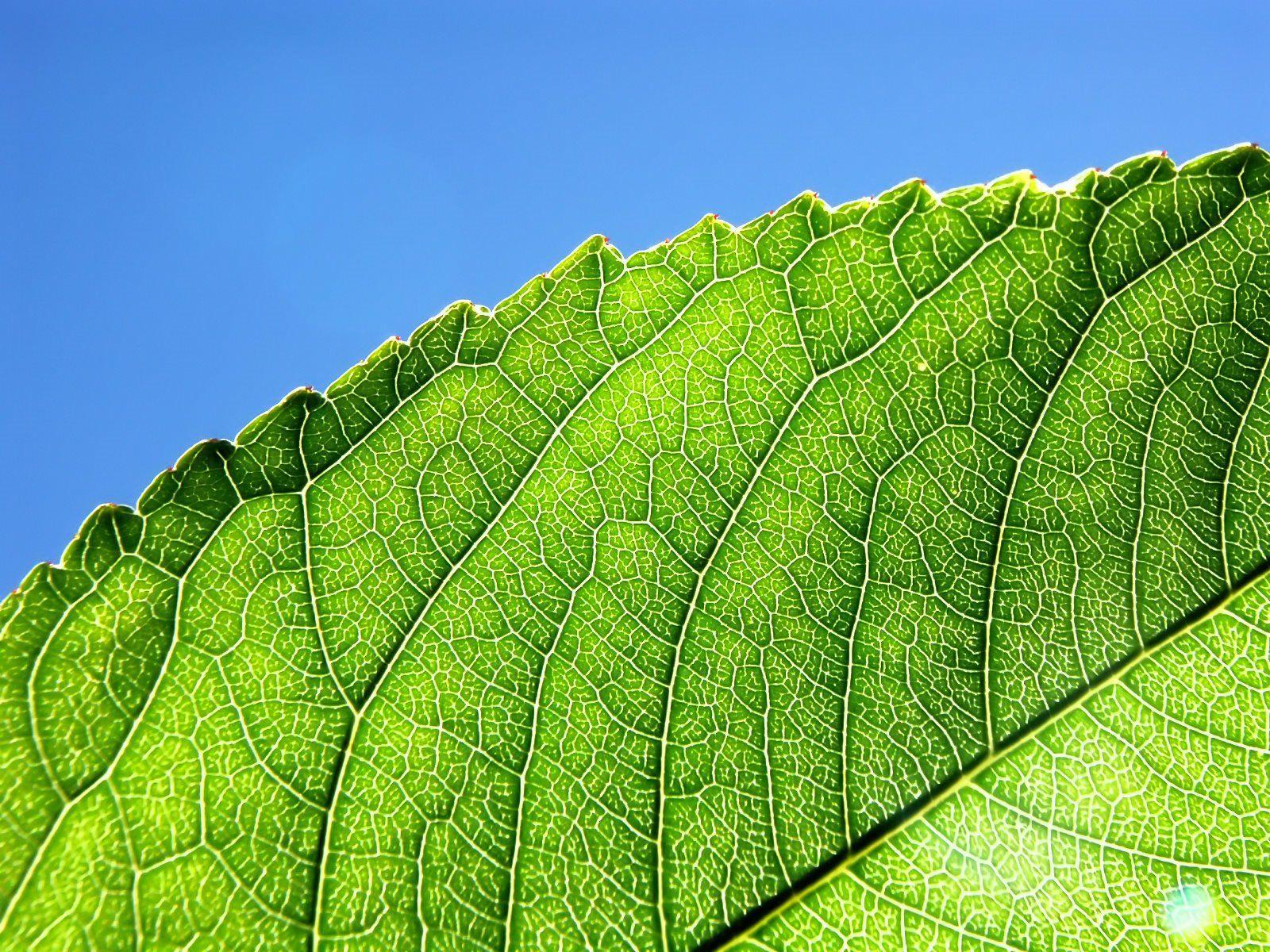 1600x1200 Desktop Greennatureblueskyhdnatureutopiaspotcom With Sky Green