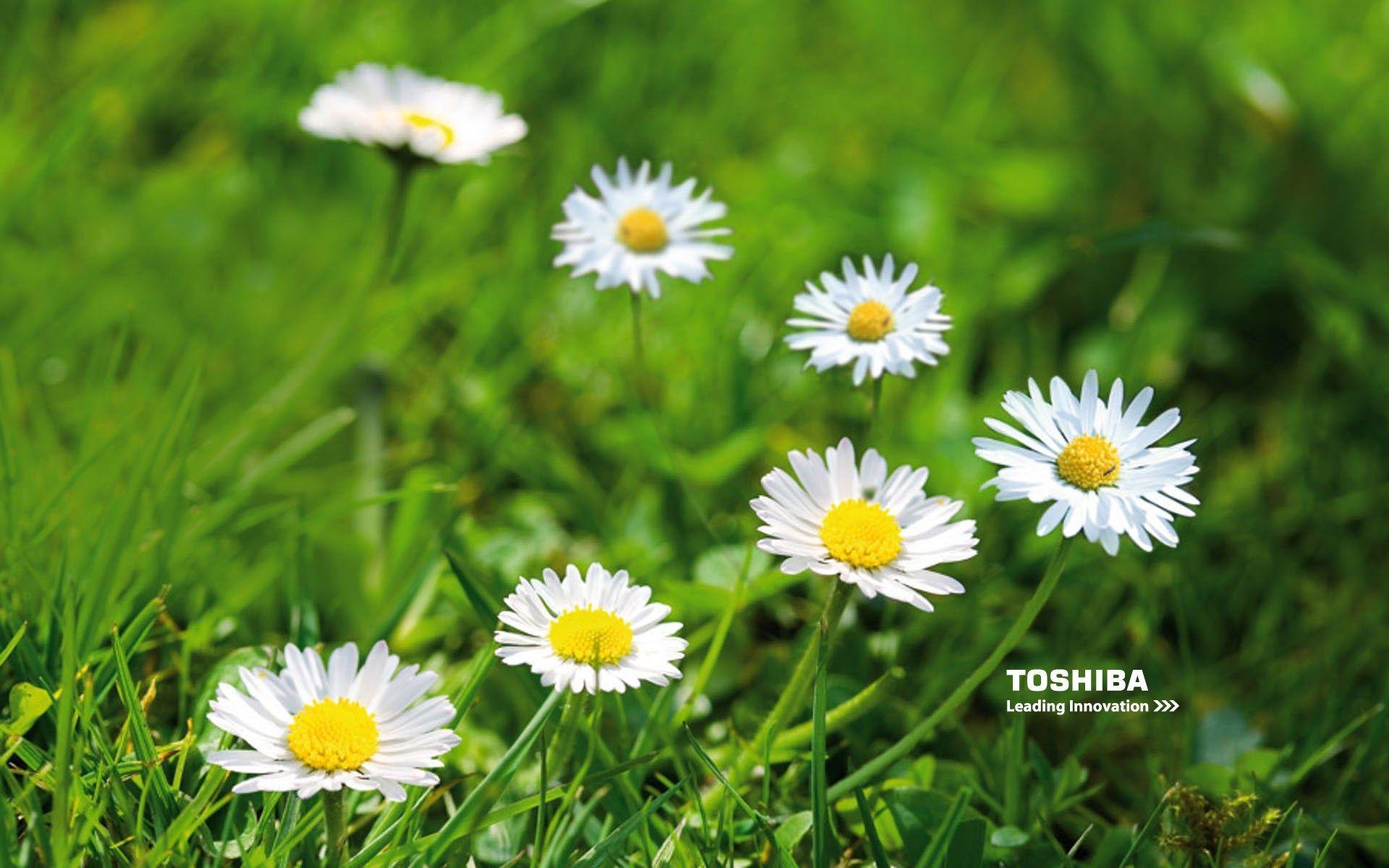 1920x1200 new toshiba wallpaper. Wallpaper free download, Laptop wallpaper, Laptop toshiba