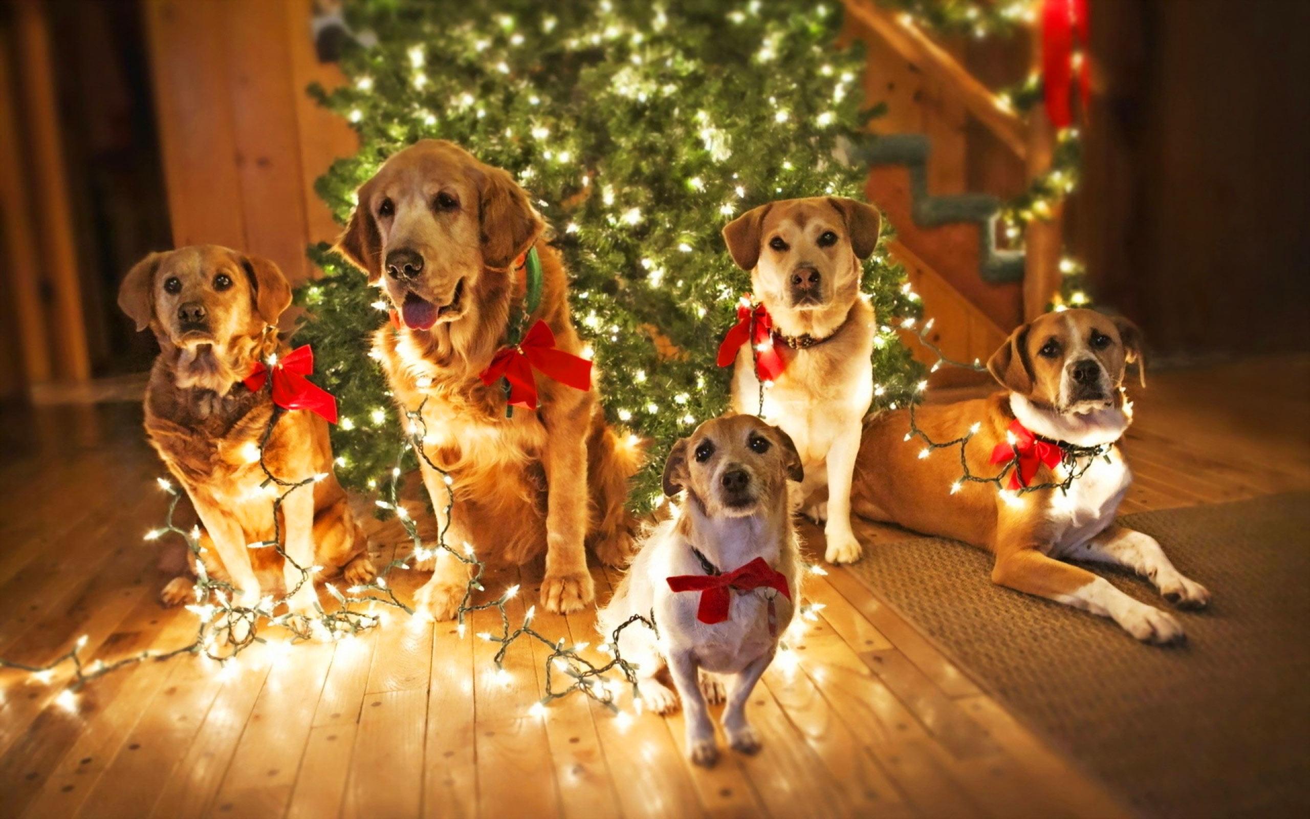 2560x1600 Dachshund Christmas Wallpaper For Desktop (2560x1600)
