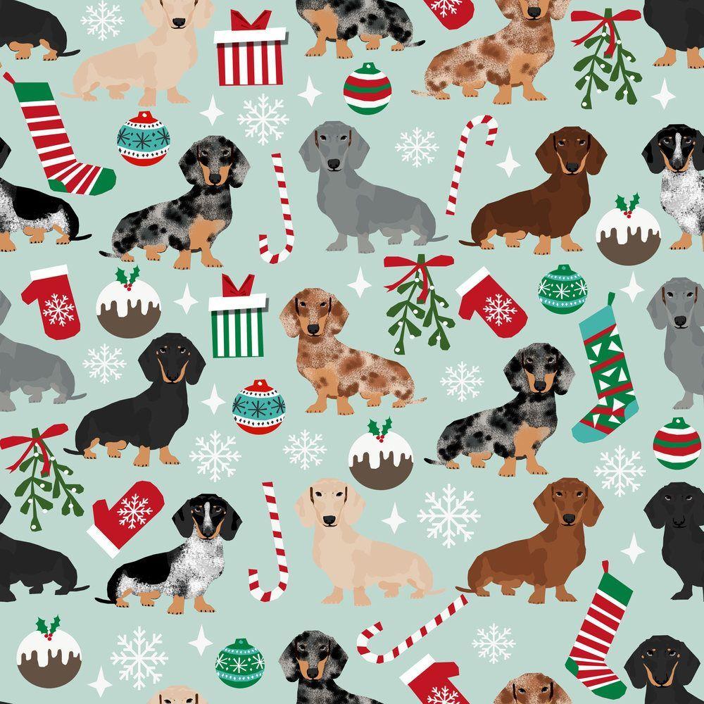 Dachshund Christmas Wallpapers Top Free Dachshund Christmas