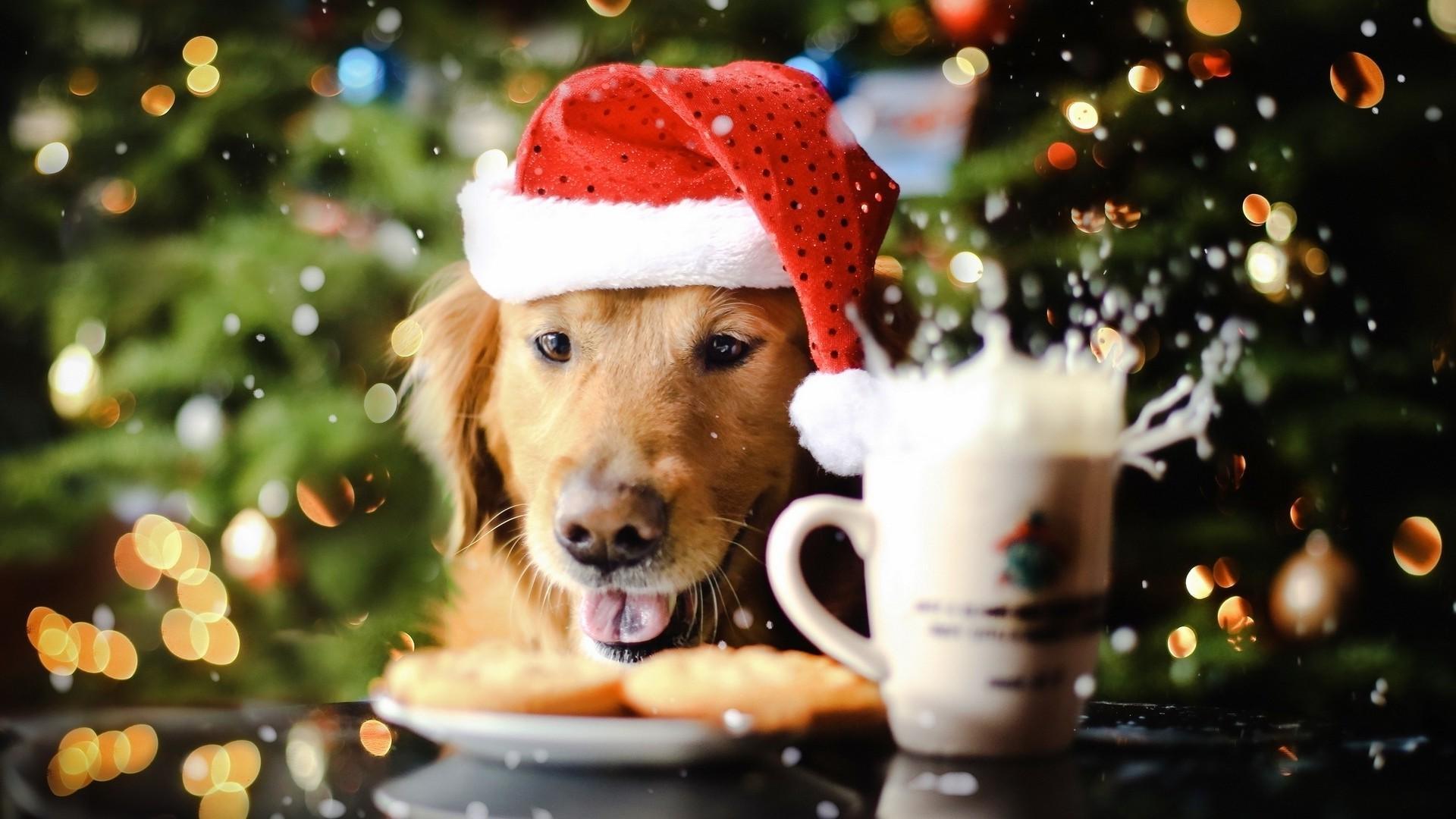 1920x1080 Christmas Dog Picture Wallpaper