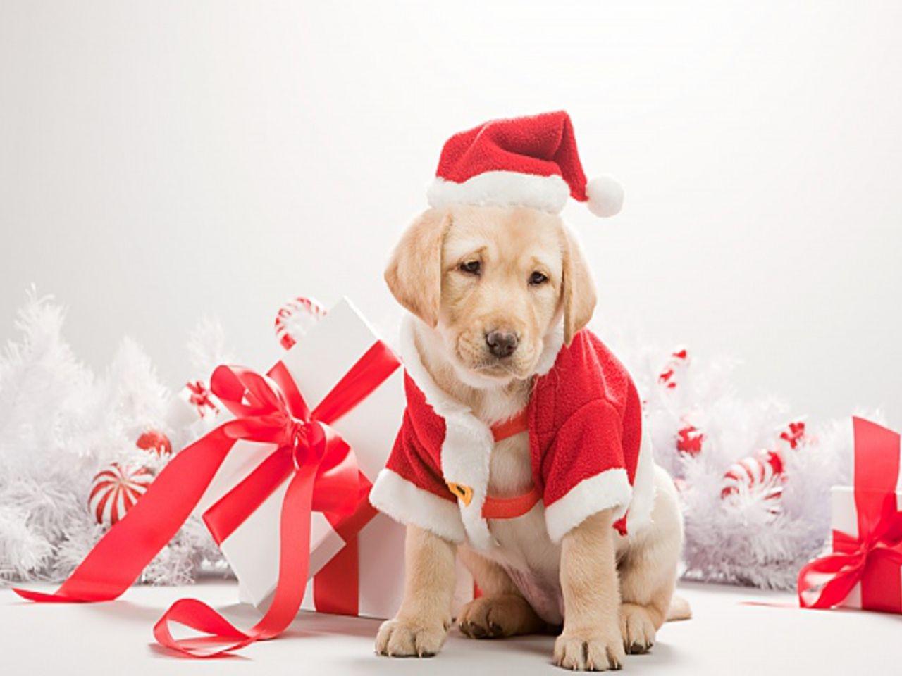 1280x960 Christmas Dog Computer Wallpaper Picture