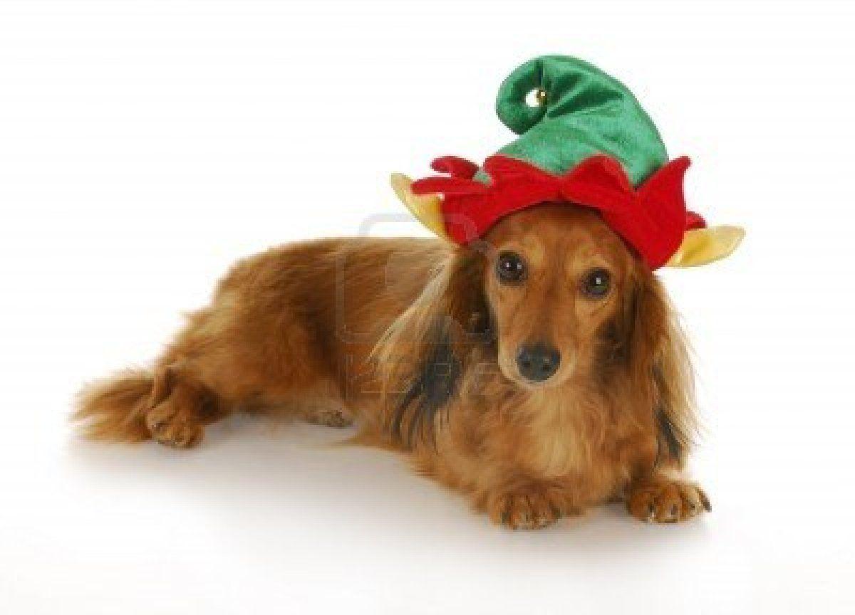 1200x864 Free download Chic Dachshund Dog Photo 1200864 189587 HD Wallpaper Res 1200x864 [1200x864] for your Desktop, Mobile & Tablet. Explore Dachshund Christmas Wallpaper for Desktop. Dachshund Halloween Wallpaper for