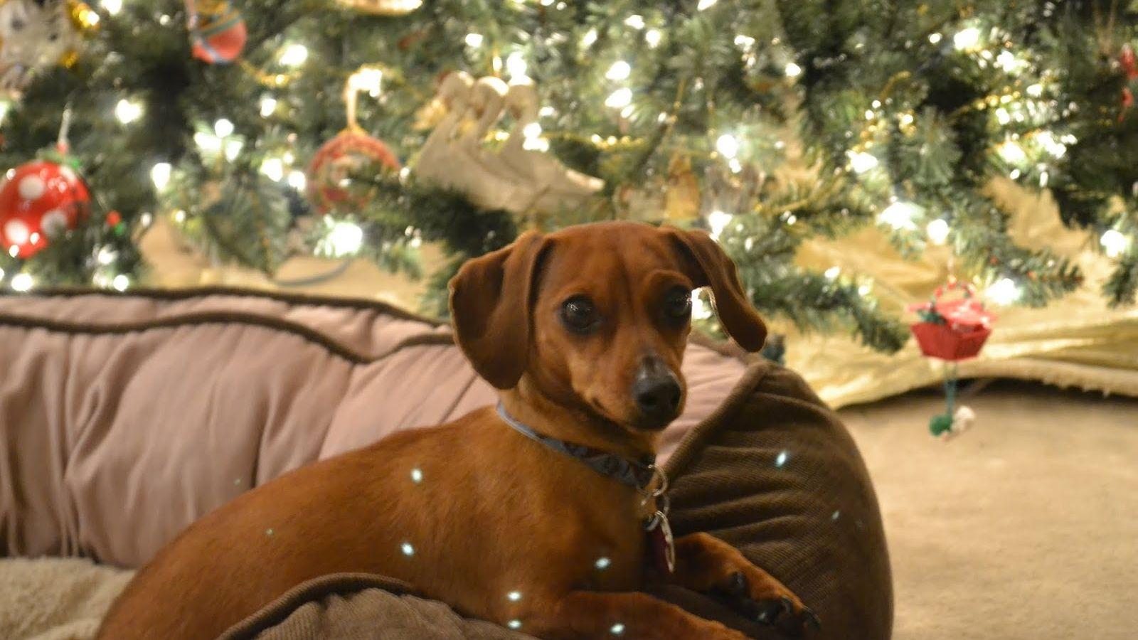 1600x900 Free download Dachshund at the Christmas tree photo and wallpaper Beautiful [1600x1067] for your Desktop, Mobile & Tablet. Explore Dachshund Christmas Wallpaper for Desktop. Dachshund Halloween Wallpaper for Desktop