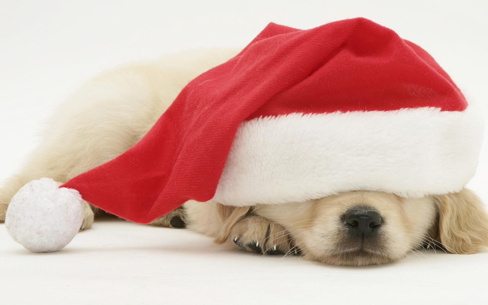 1680x1050 Dachshund Christmas Wallpaper For Desktop