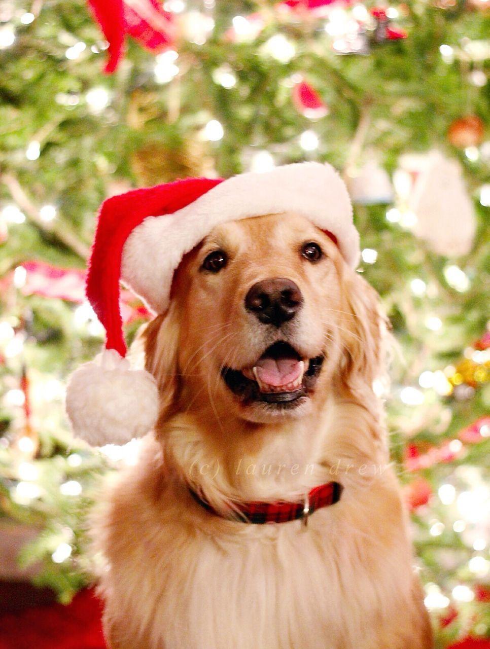 966x1280 Eleanor MacGuire. Golden retriever christmas, Cute dogs breeds, Christmas dog
