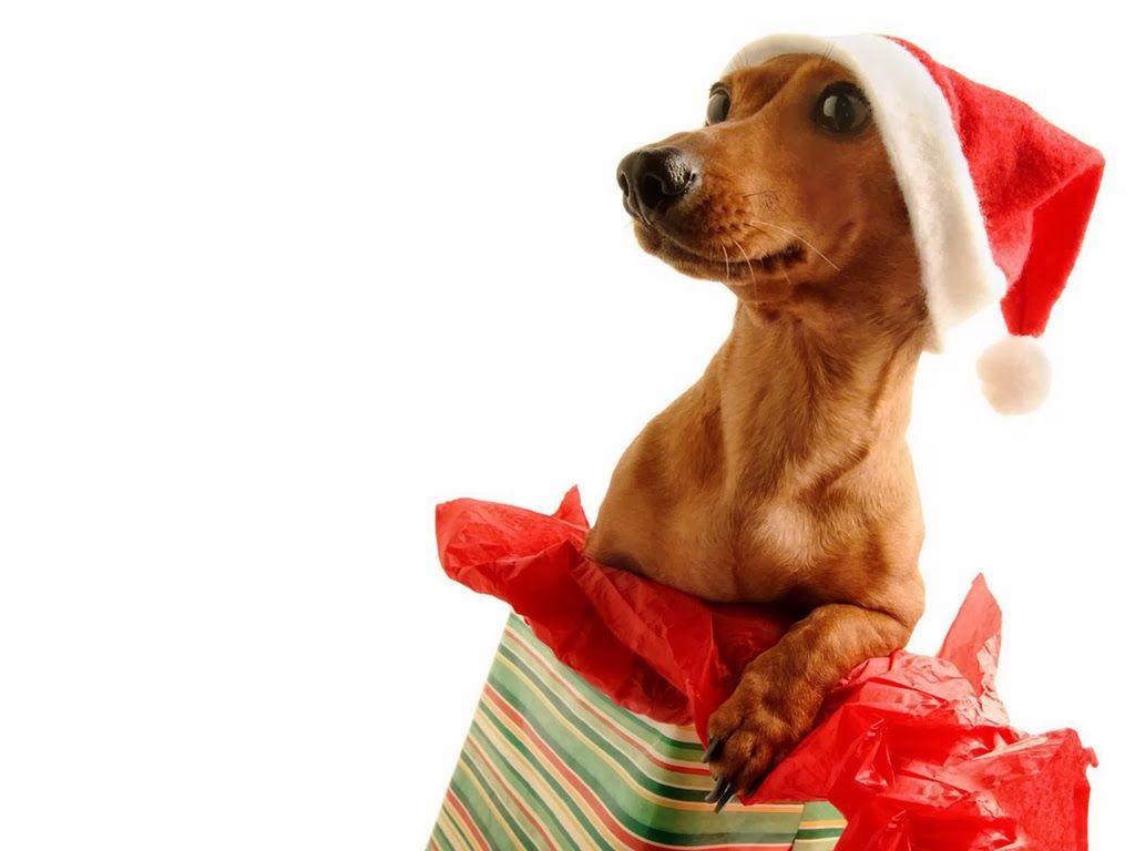 1024x768 Christmas Dog Wallpaper Desktop Dog Wallpaper HD HD Wallpaper