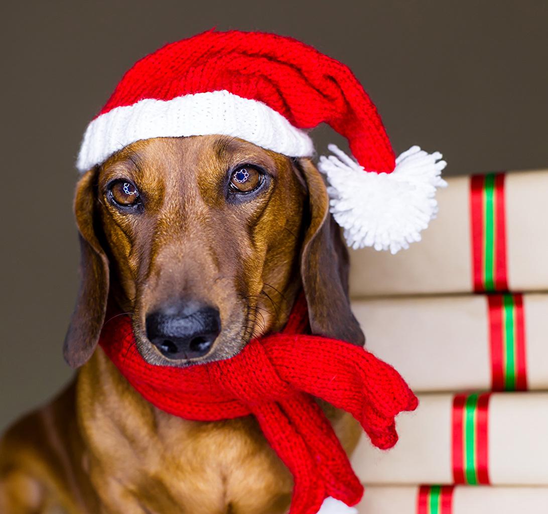1092x1024 Dachshund Christmas Wallpaper For Desktop