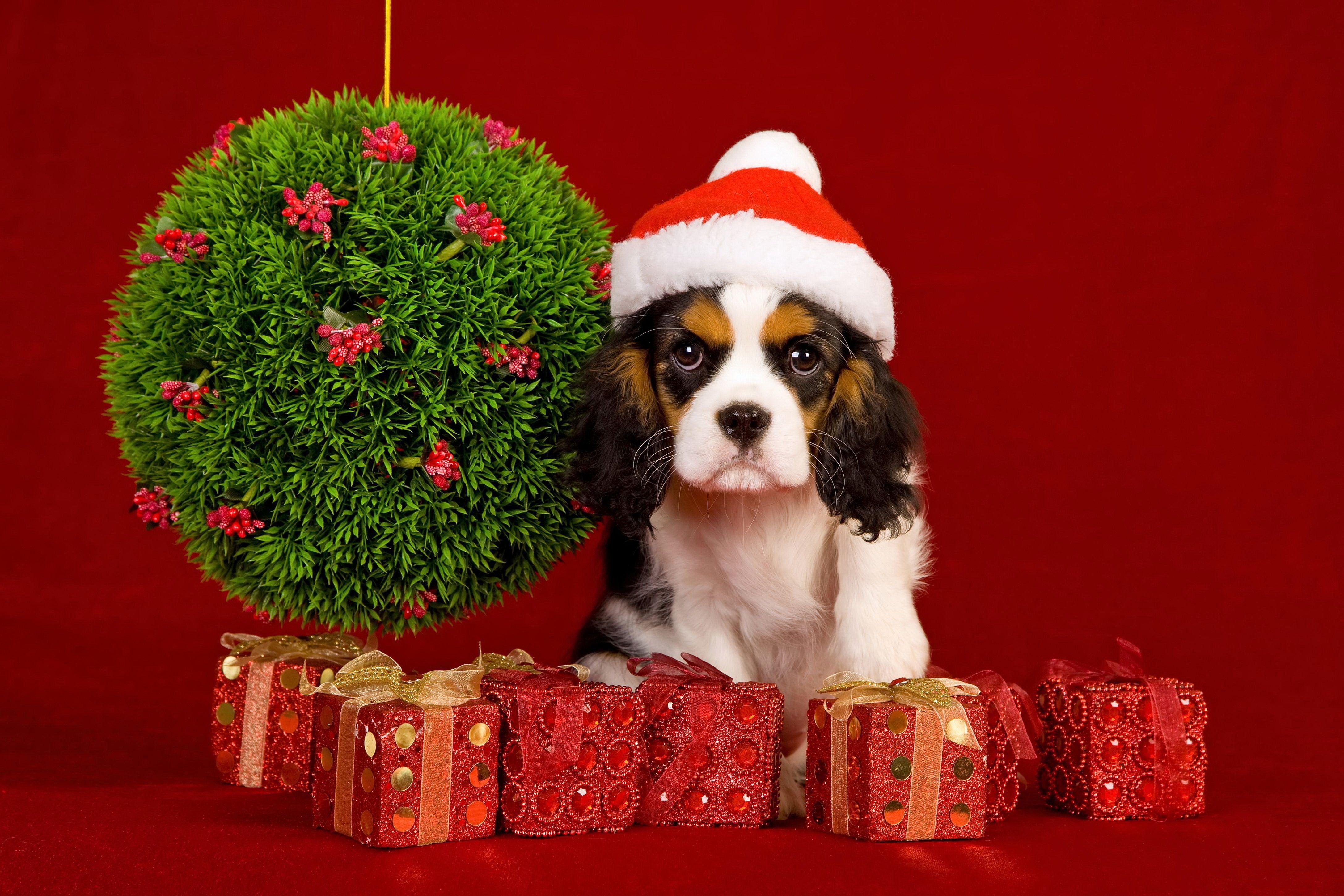 4350x2900 Christmas Puppy Cavalier King Charles Spaniel. Download free wallpaper wide dog for your desktop