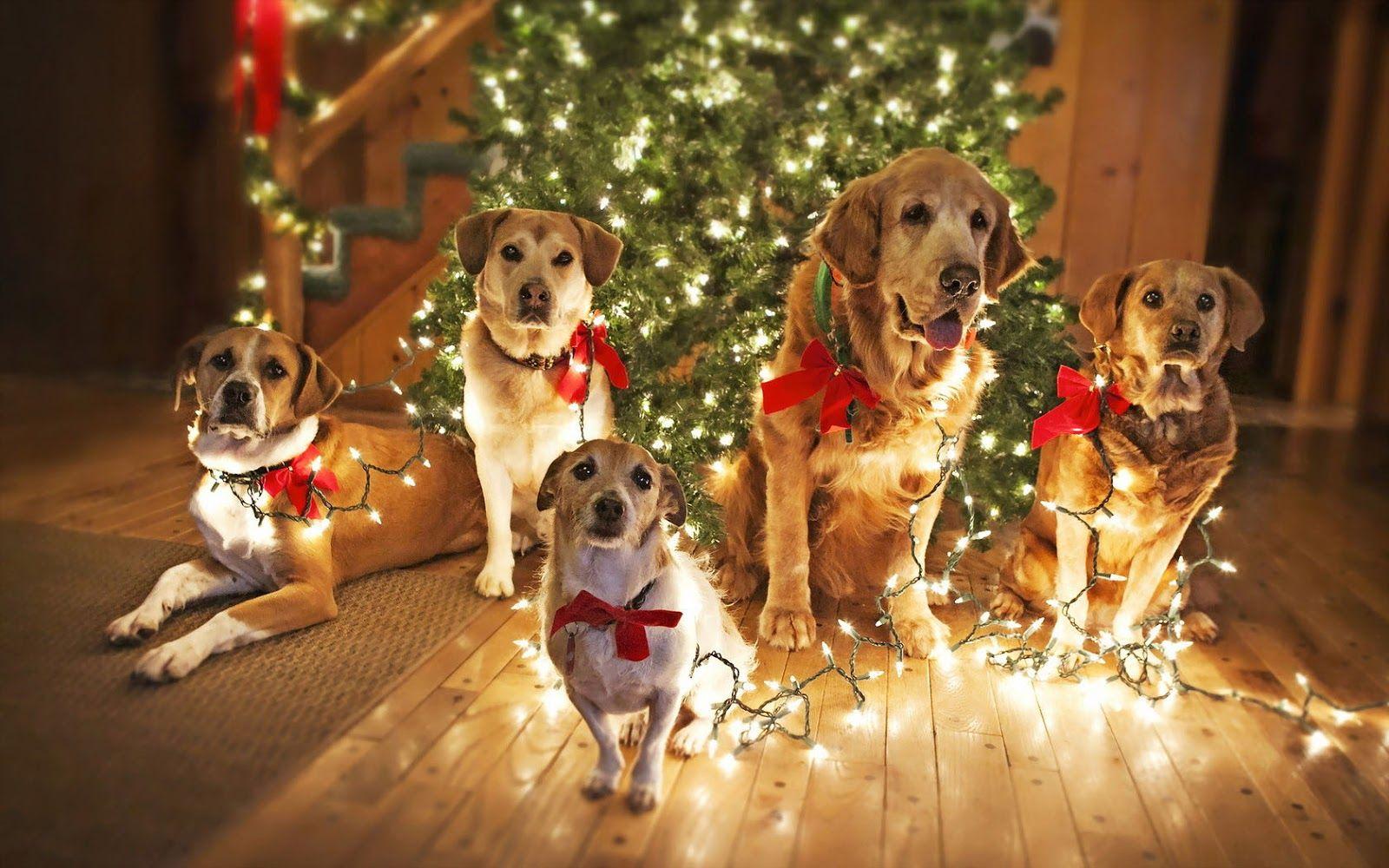 1600x1000 Christmas Wallpaper With Dogs
