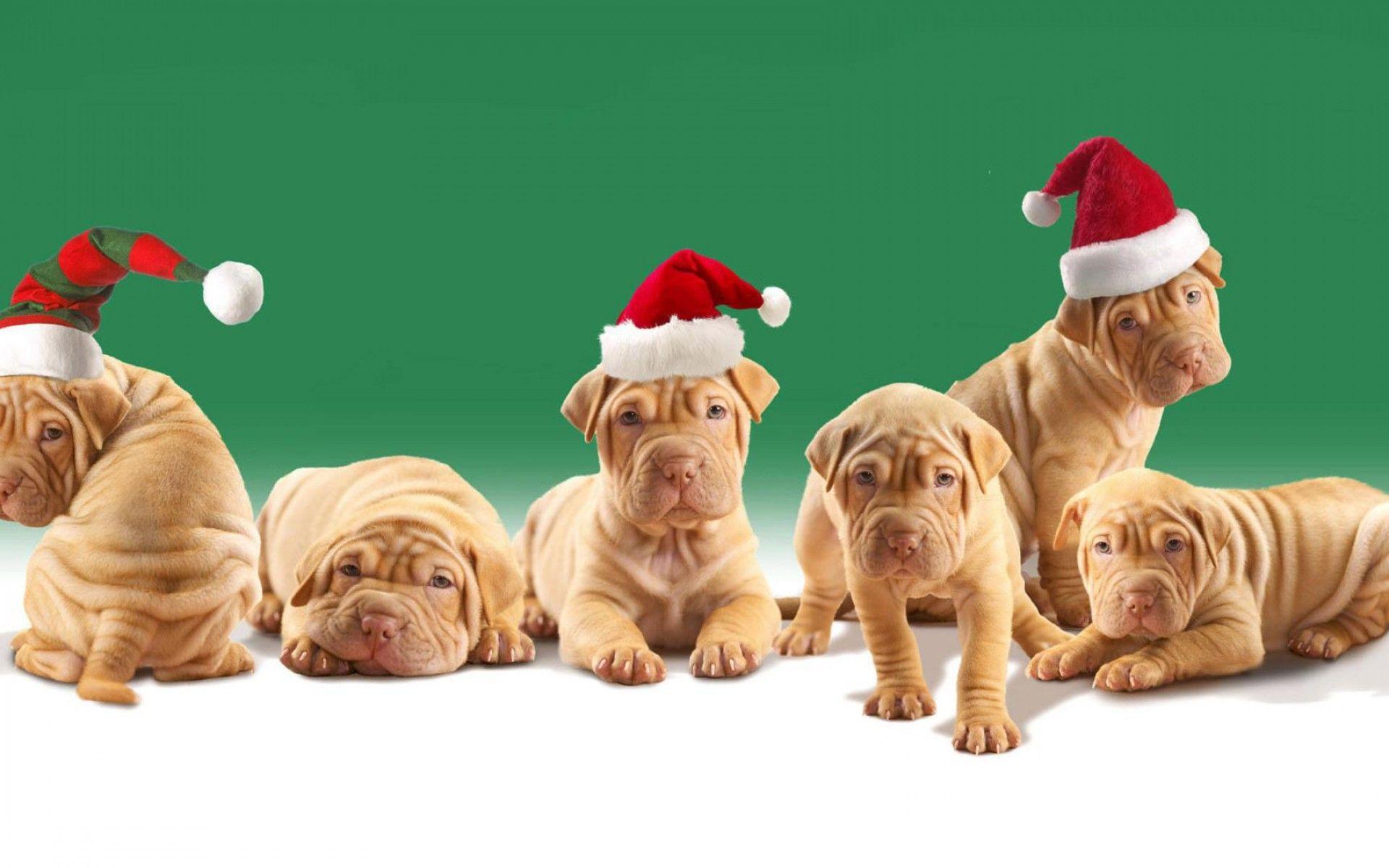 1920x1200 Christmas Puppy Wallpaper