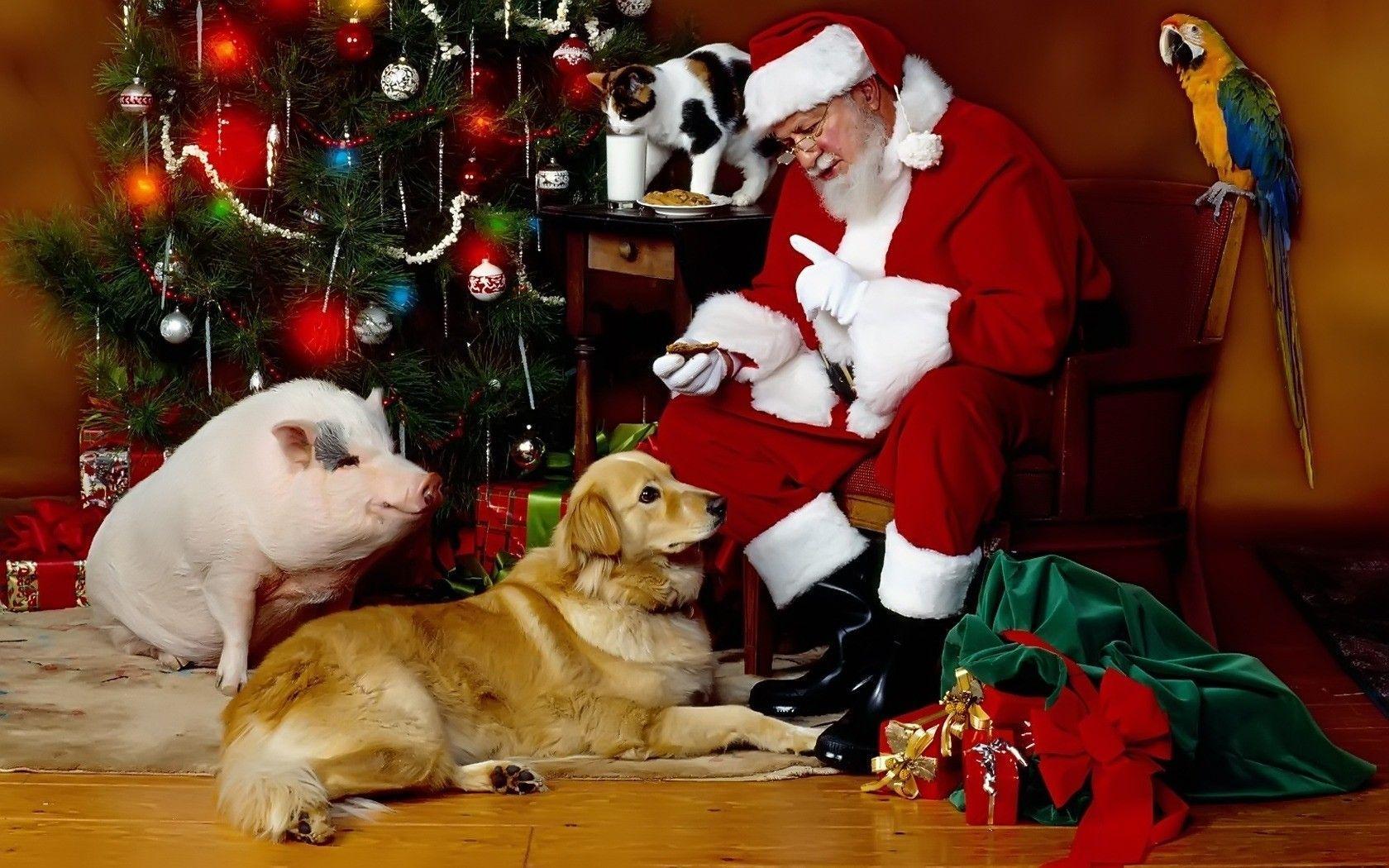 1680x1050 Cat And Dog Christmas Wallpaper