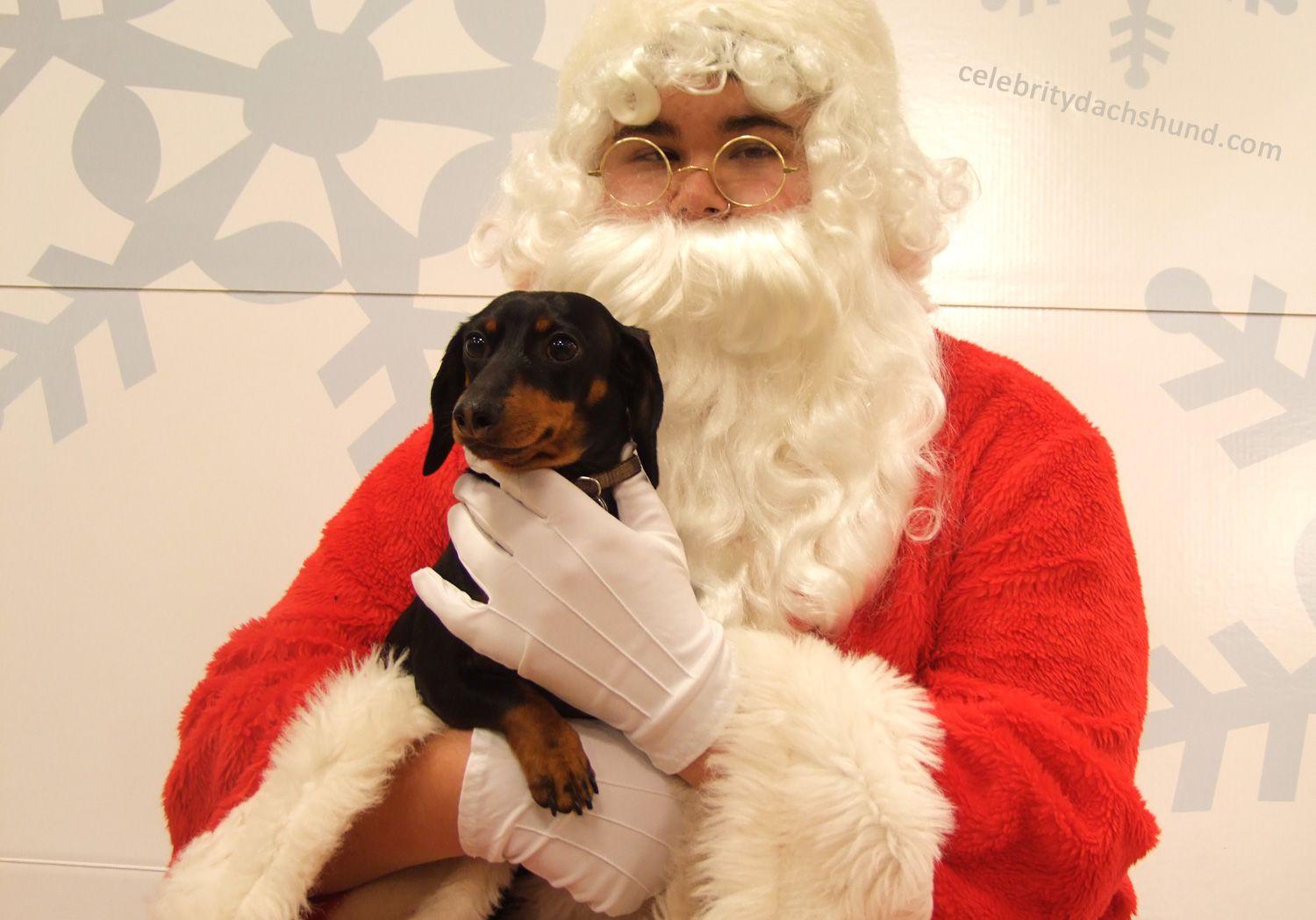 1500x1049 A Dachshund Christmas List by Crusoe the Celebrity Dachshund