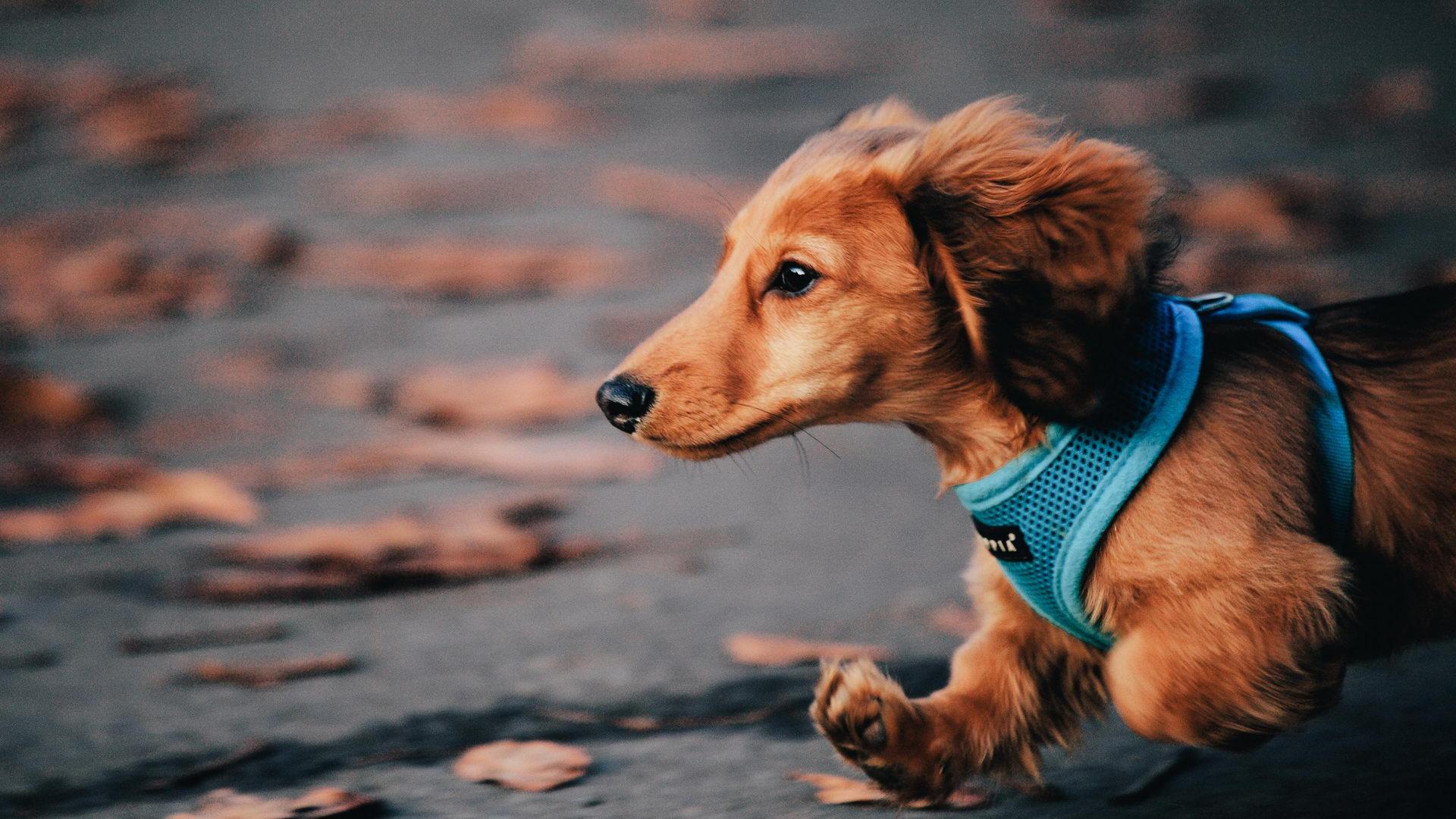 1920x1080 Dachshund Christmas Wallpaper For Desktop