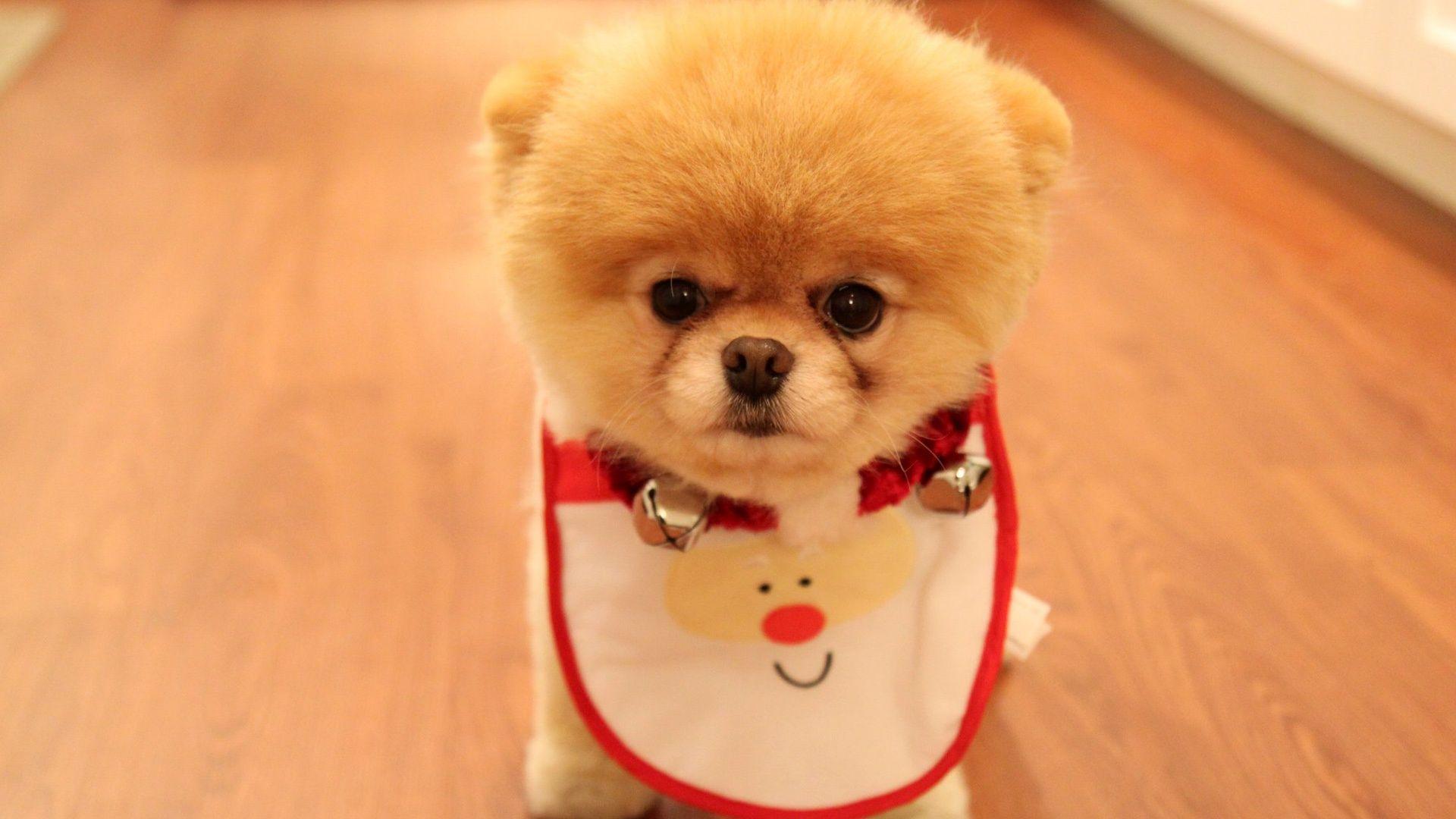 1920x1080 Cute Dog Christmas Wallpaper in jpg format for free download