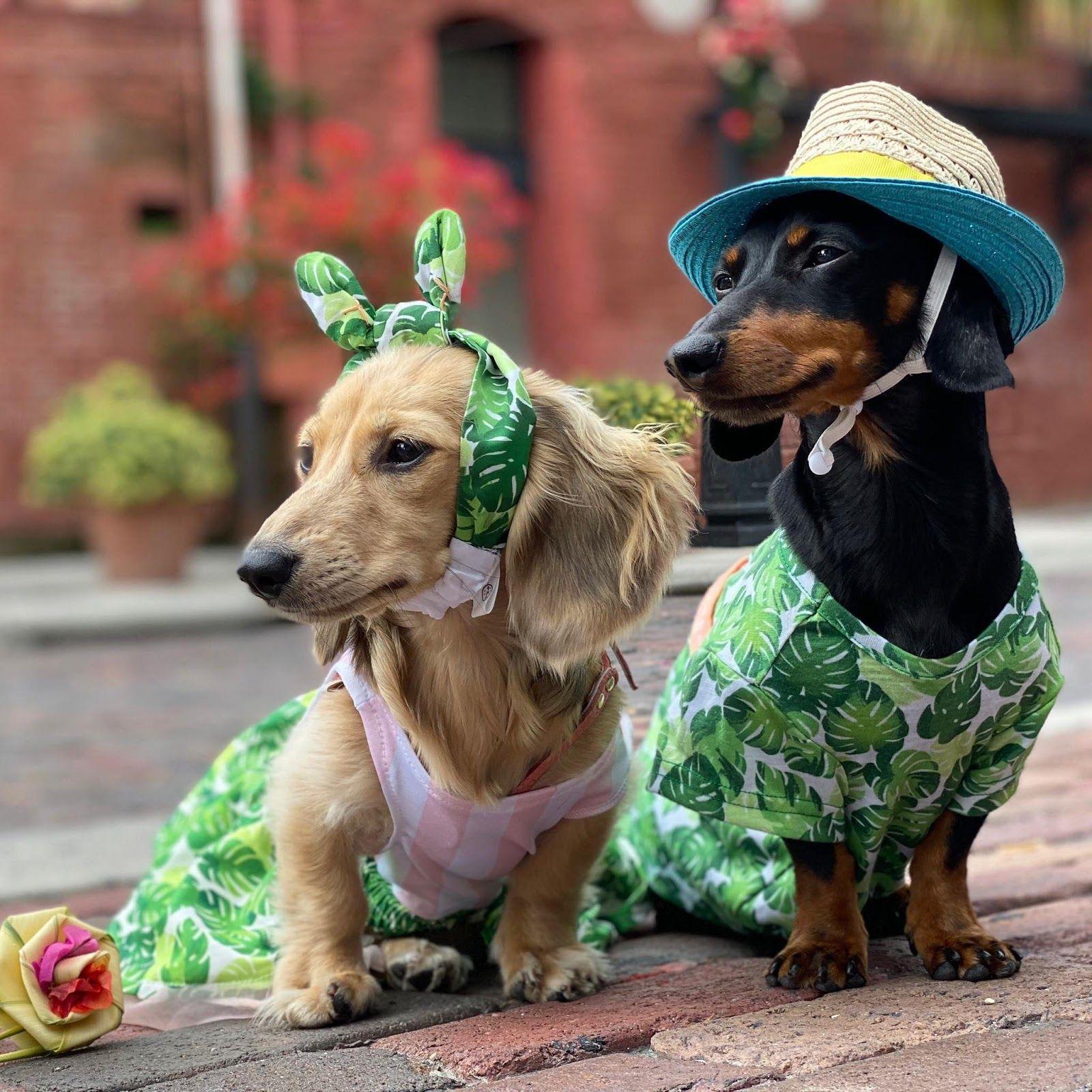 1600x1600 Dachshund Quotes, Photo, Image & Wallpaper