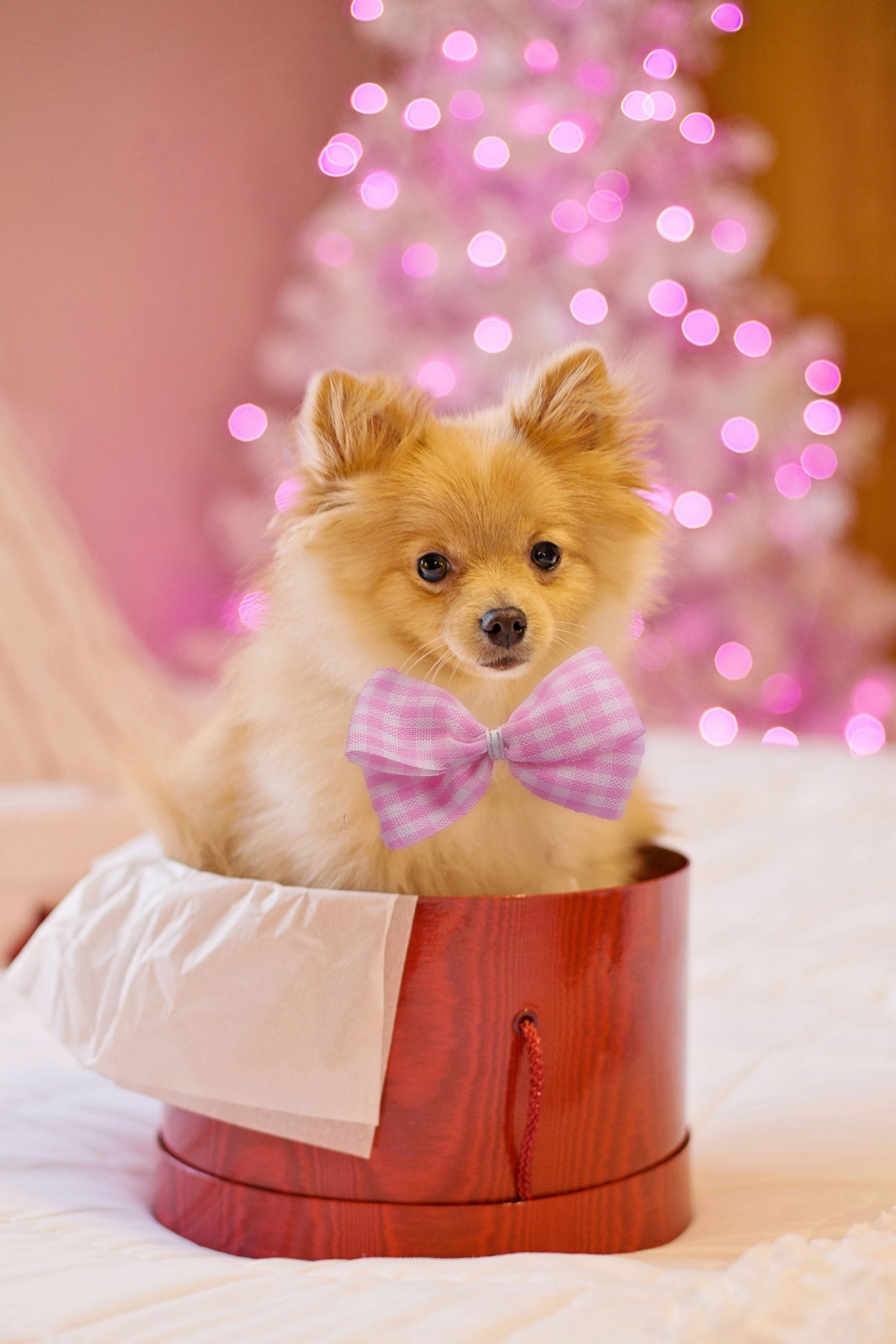 1920x2880 Christmas Dog Wallpaper