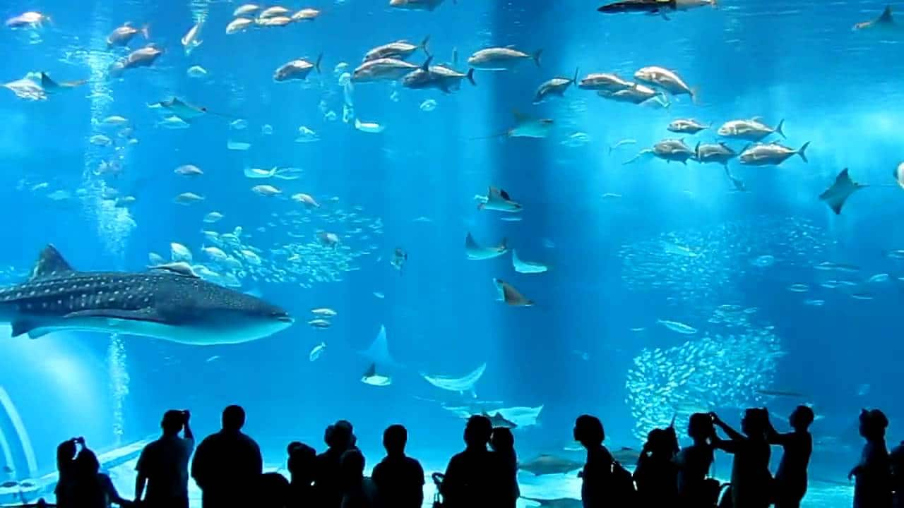 1280x720 The 7 most Popular Aquariums in the World