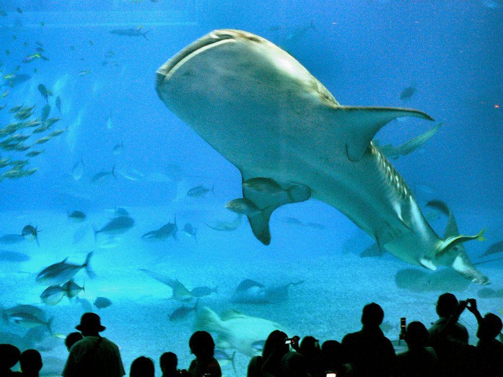 1024x768 Okinawa Churaumi Aquarium 1