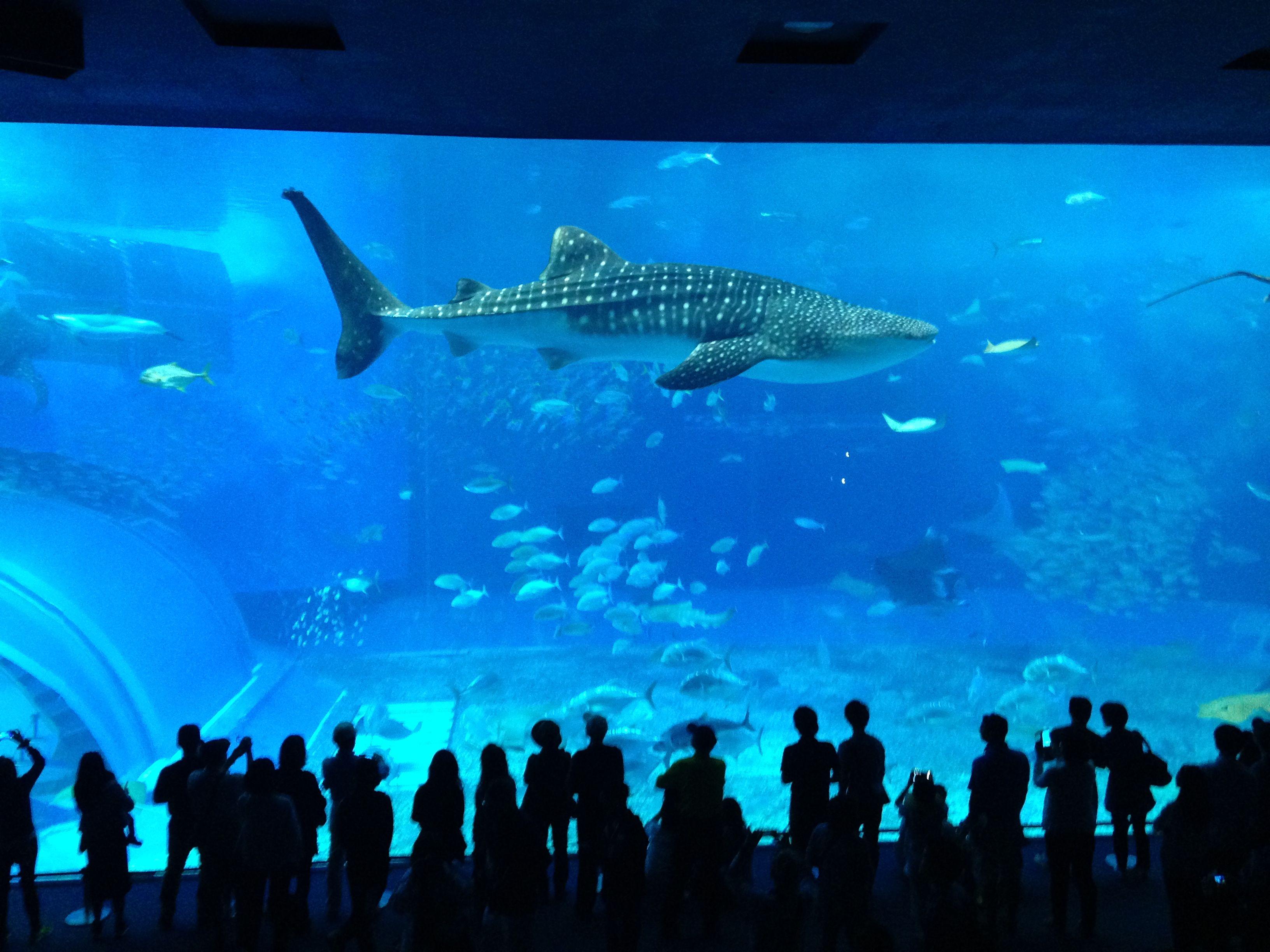 3264x2448 Main tank of the Kuroshio Sea in Okinawa Churaumi