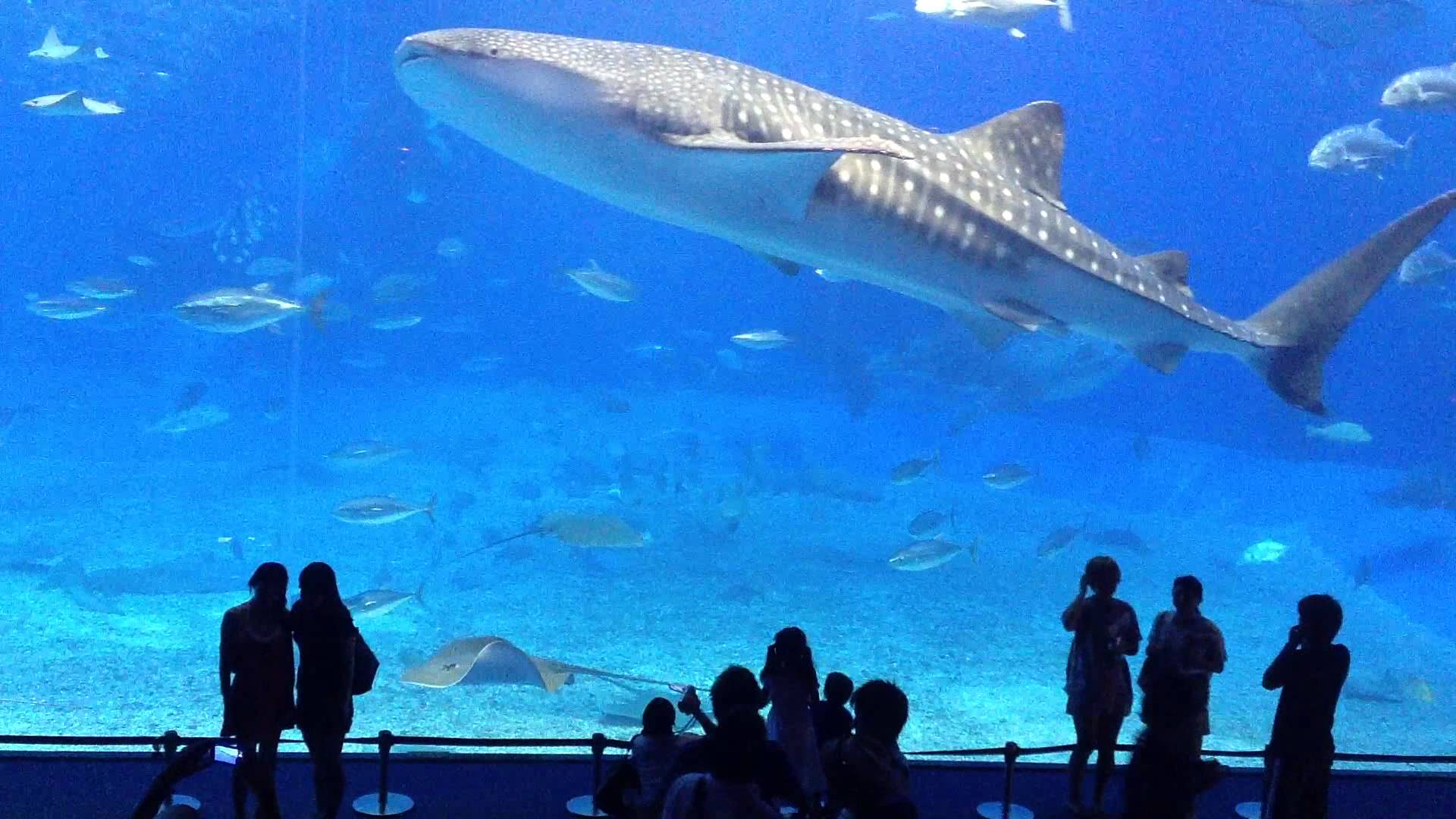 Okinawa Aquarium Wallpapers Top Free Okinawa Aquarium Backgrounds