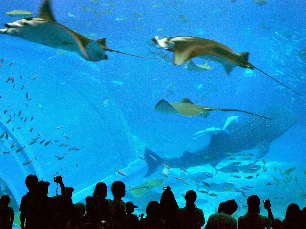 Okinawa Aquarium Wallpapers Top Free Okinawa Aquarium Backgrounds