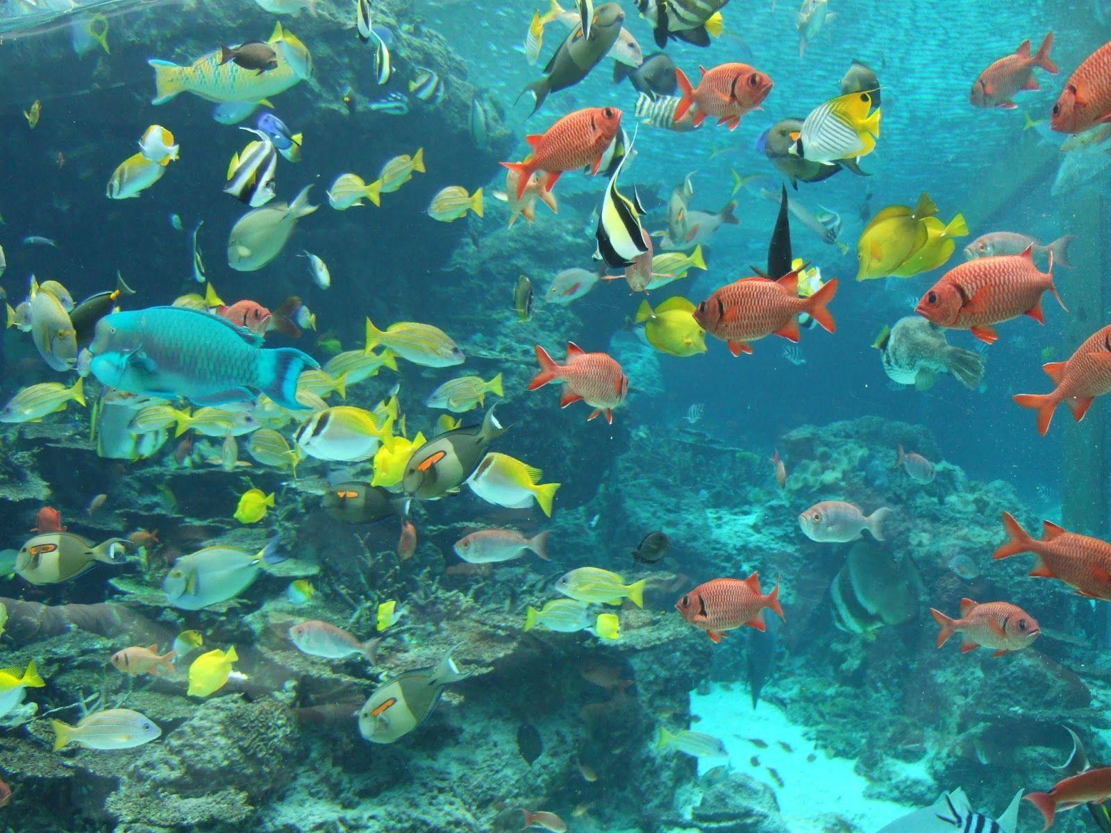 1600x1200 Nature Fish In Okinawa Churaumi Aquarium Wallpaper Wallpaper