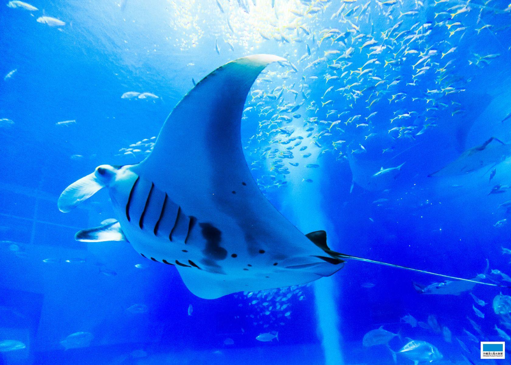 1680x1200 Downloads. Okinawa Churaumi Aquarium the next generation to