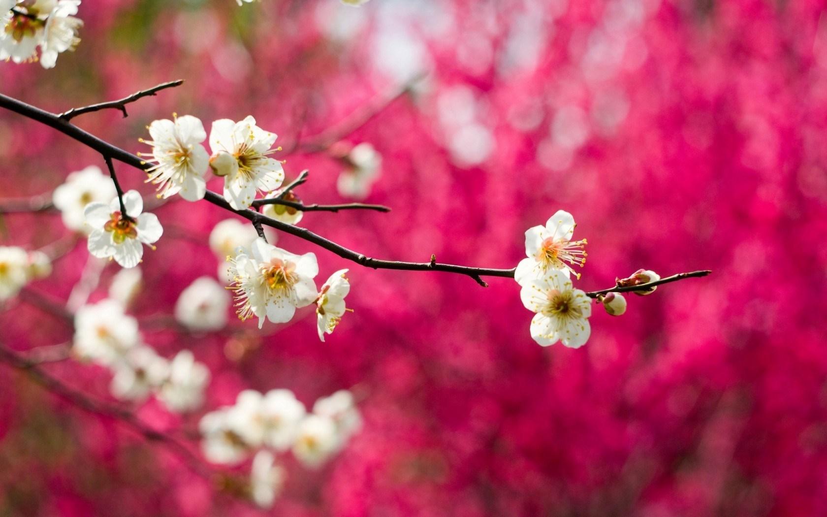 1680x1050 Nature Springtime Wallpaper (1680x1050)