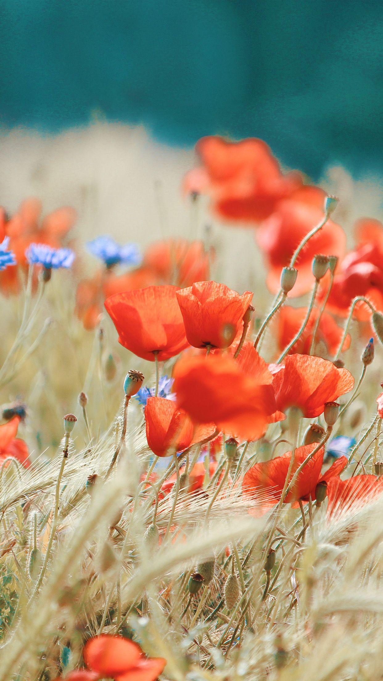 1242x2208 Flower Spring Red Nature Wallpaper