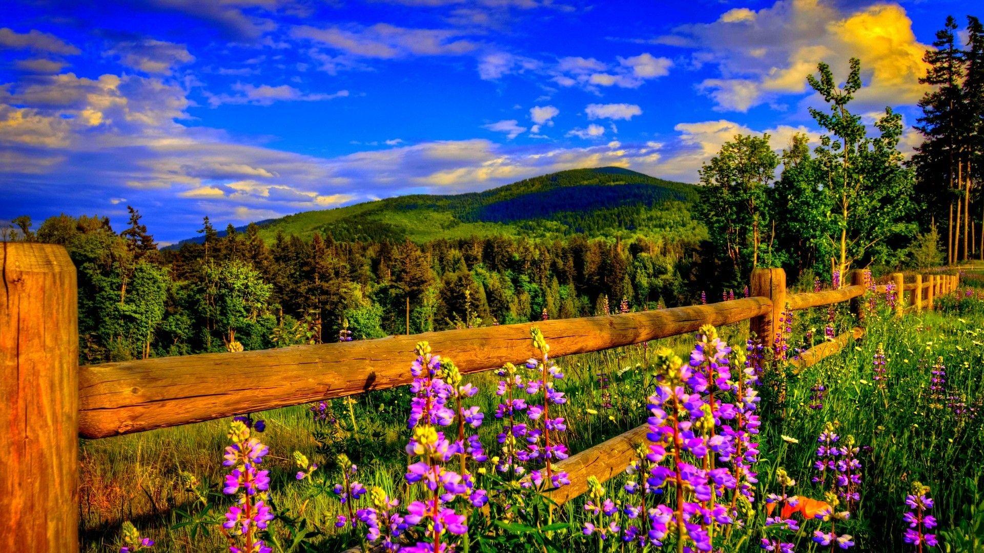1920x1080 spring wallpaper 4