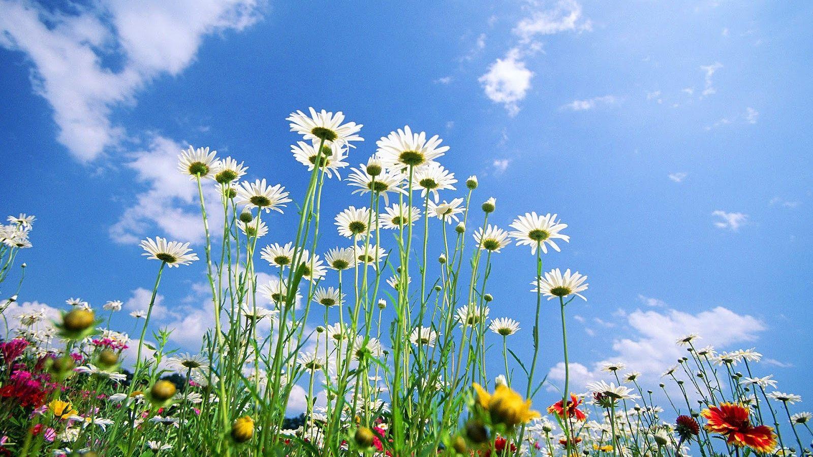 1600x900 Free download Desktop Wallpaper Nature Spring 19811 Wallpaper HD [1600x1000] for your Desktop, Mobile & Tablet. Explore Springtime Wallpaper for Computers. Springtime Wallpaper Image, Springtime Wallpaper